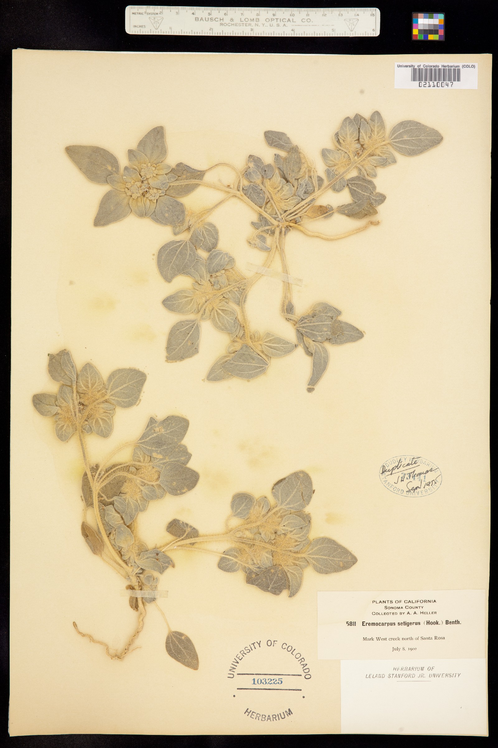 Croton setiger image