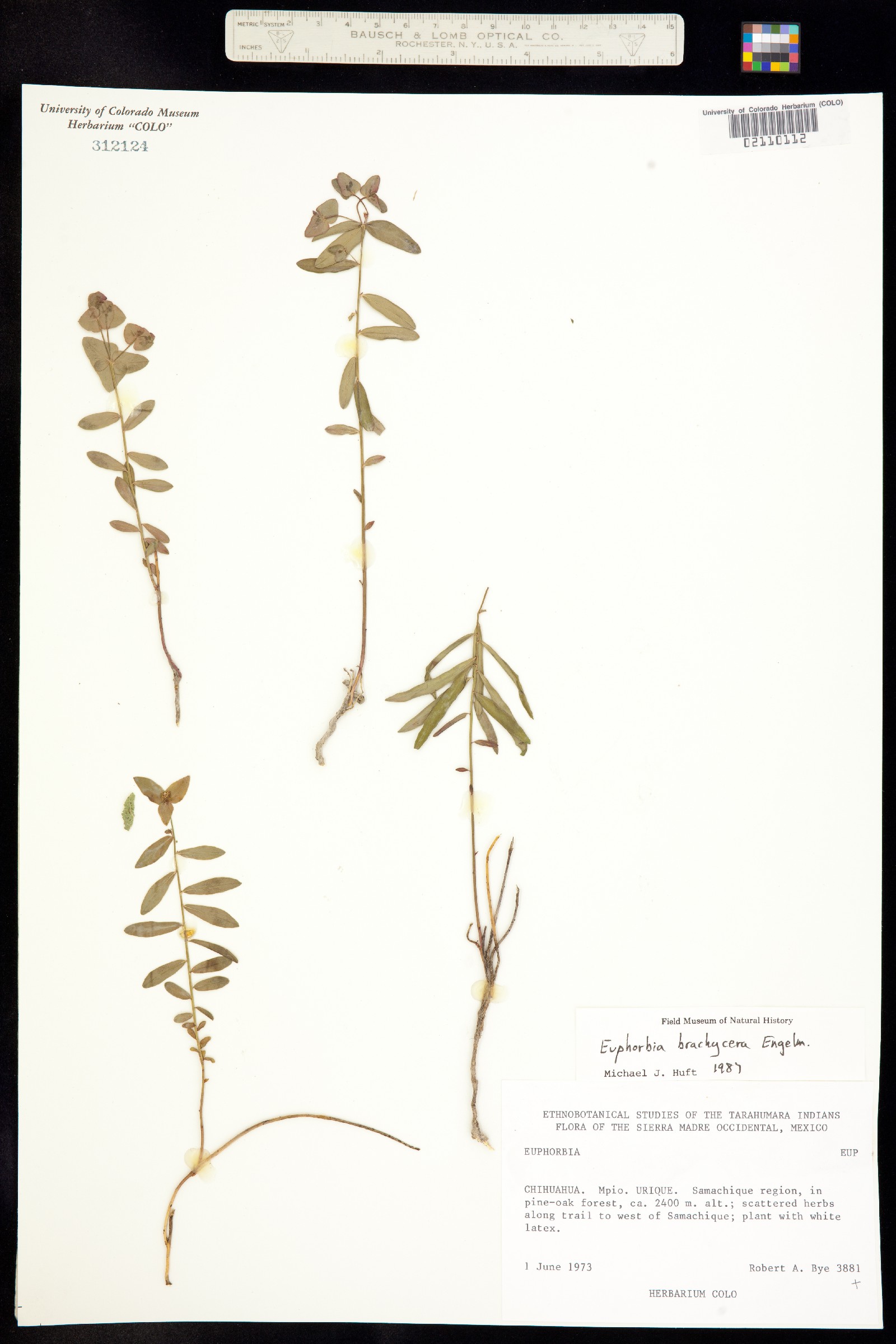 Euphorbia brachycera image