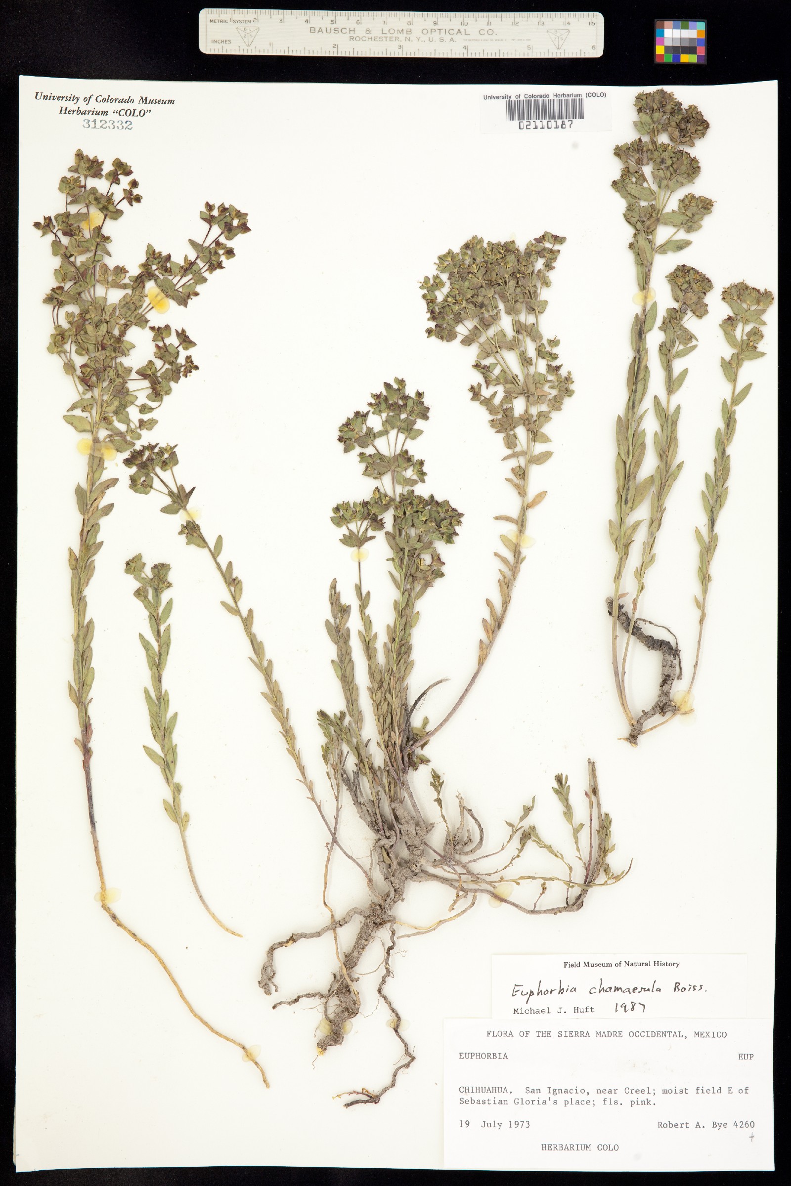 Euphorbia chamaesula image