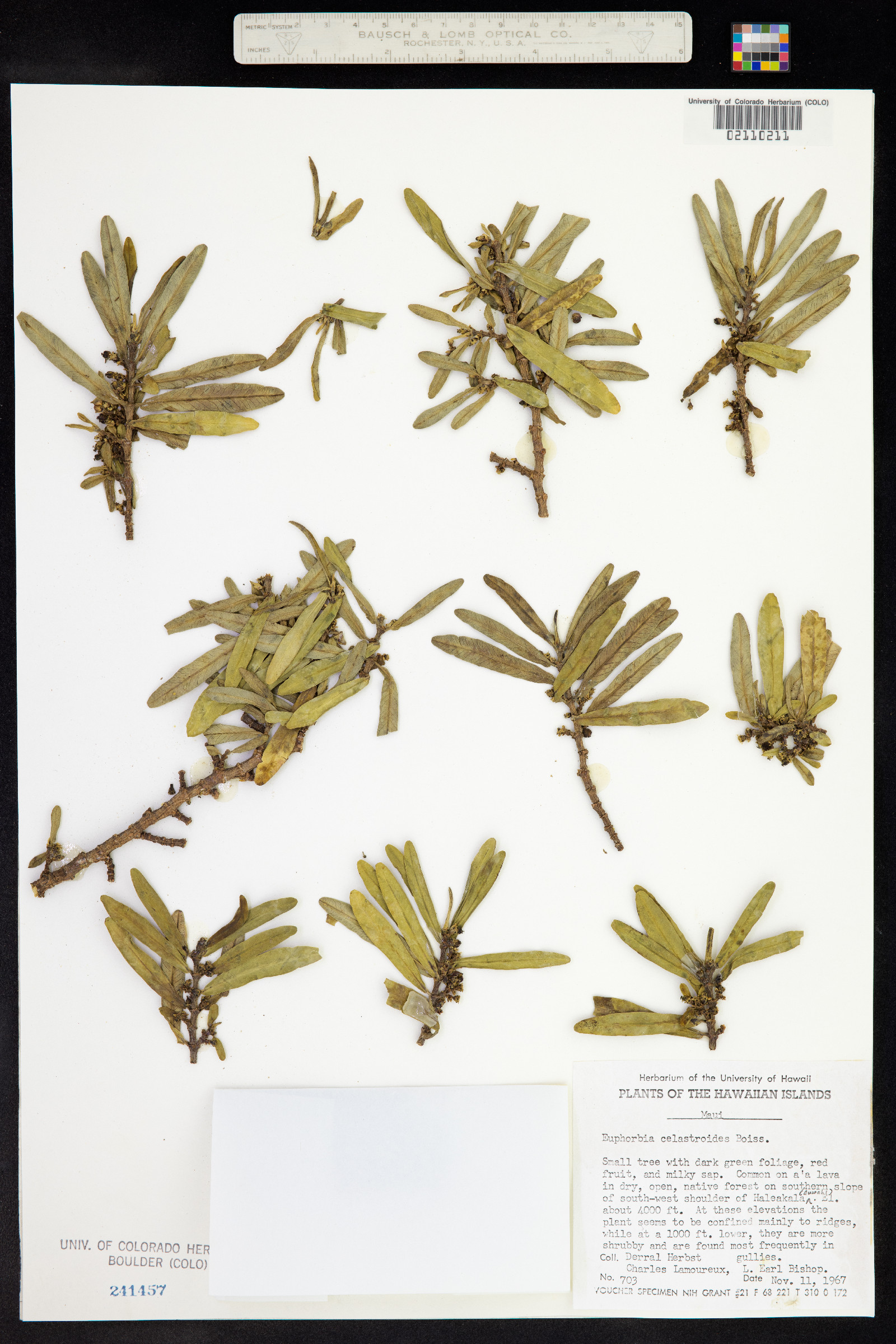 Euphorbia celastroides image