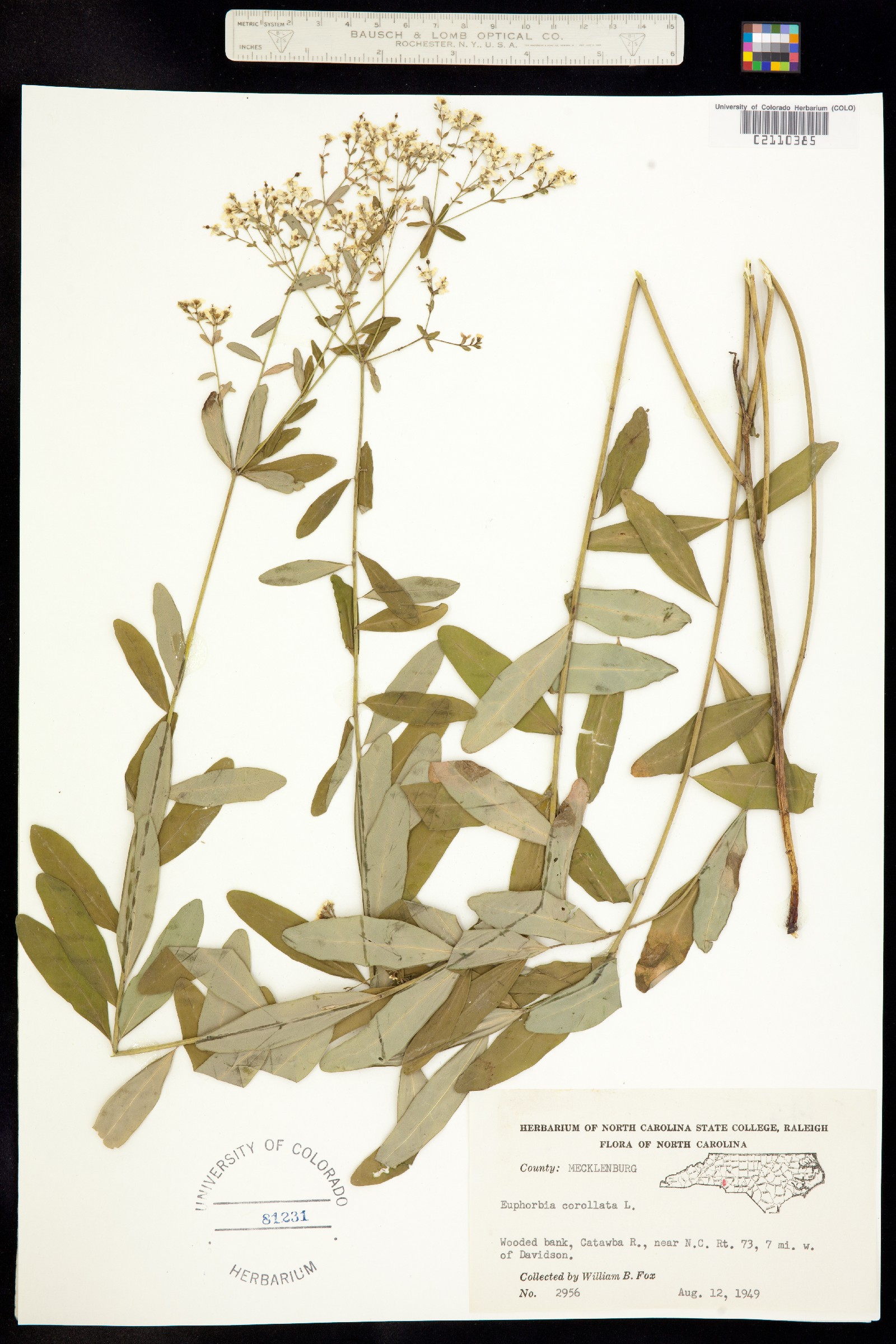 Euphorbia corollata image