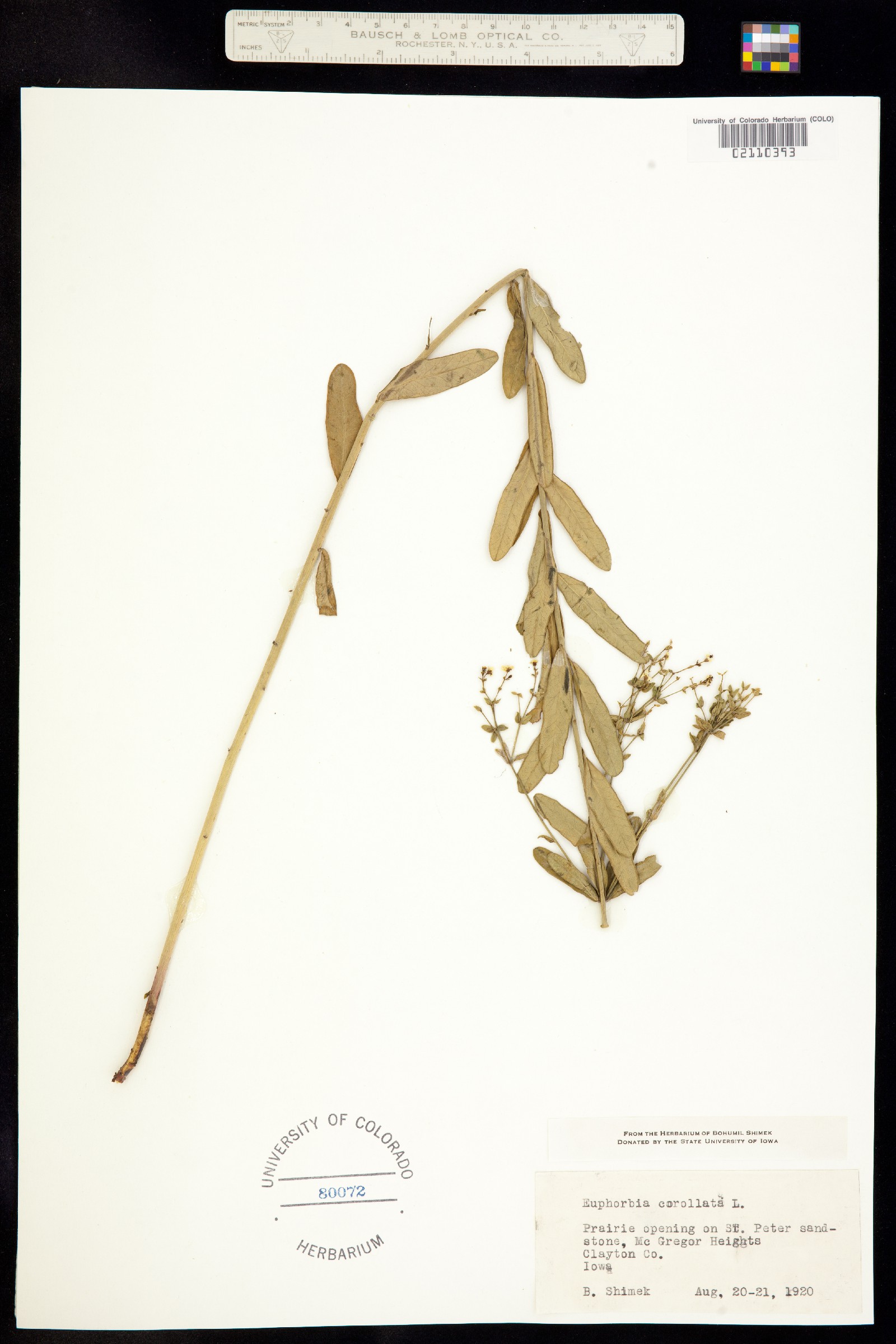 Euphorbia corollata image