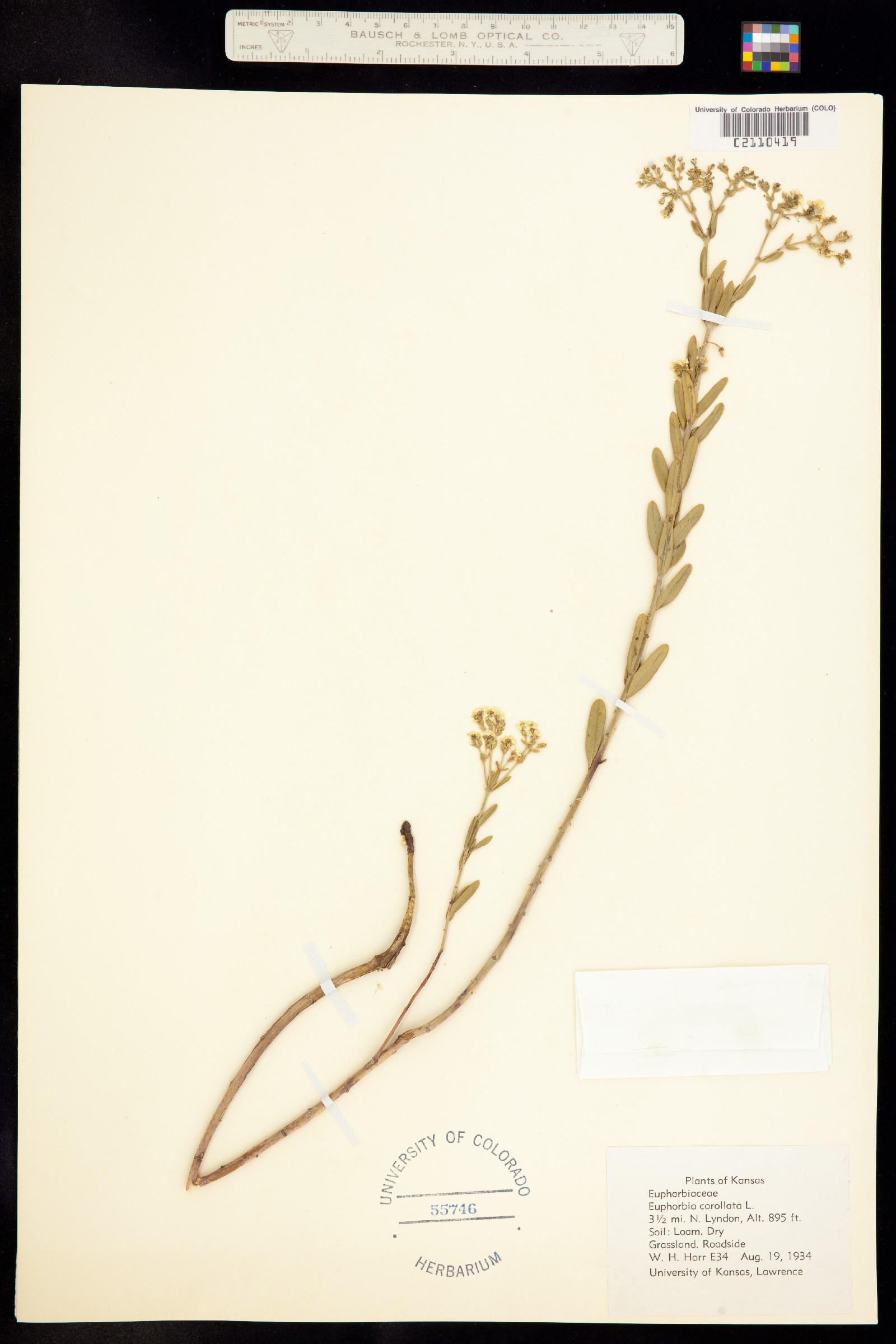 Euphorbia corollata image