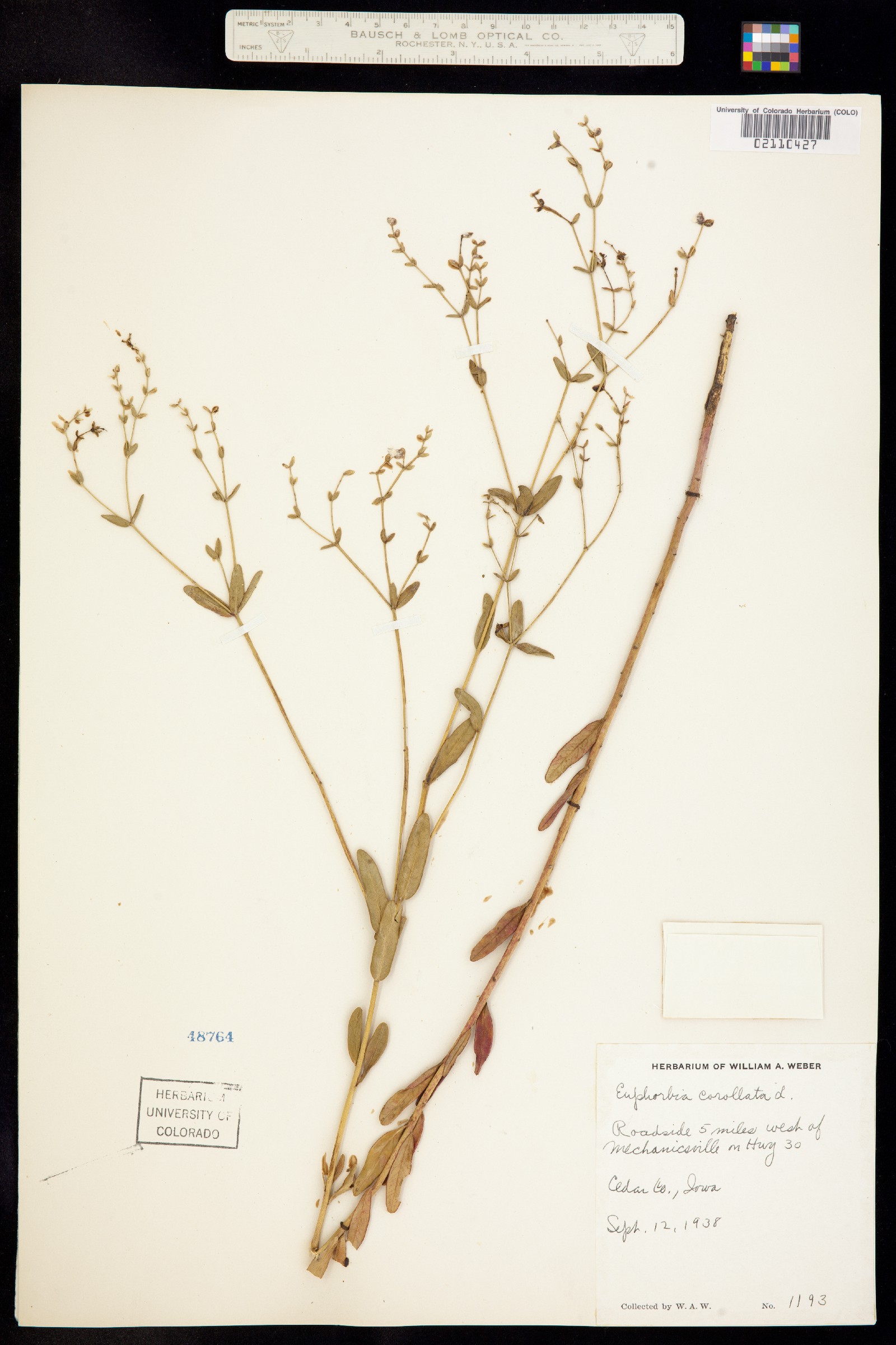 Euphorbia corollata image