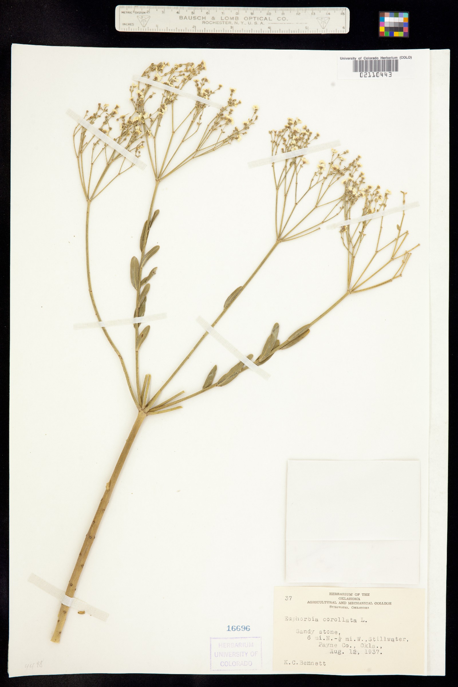 Euphorbia corollata image