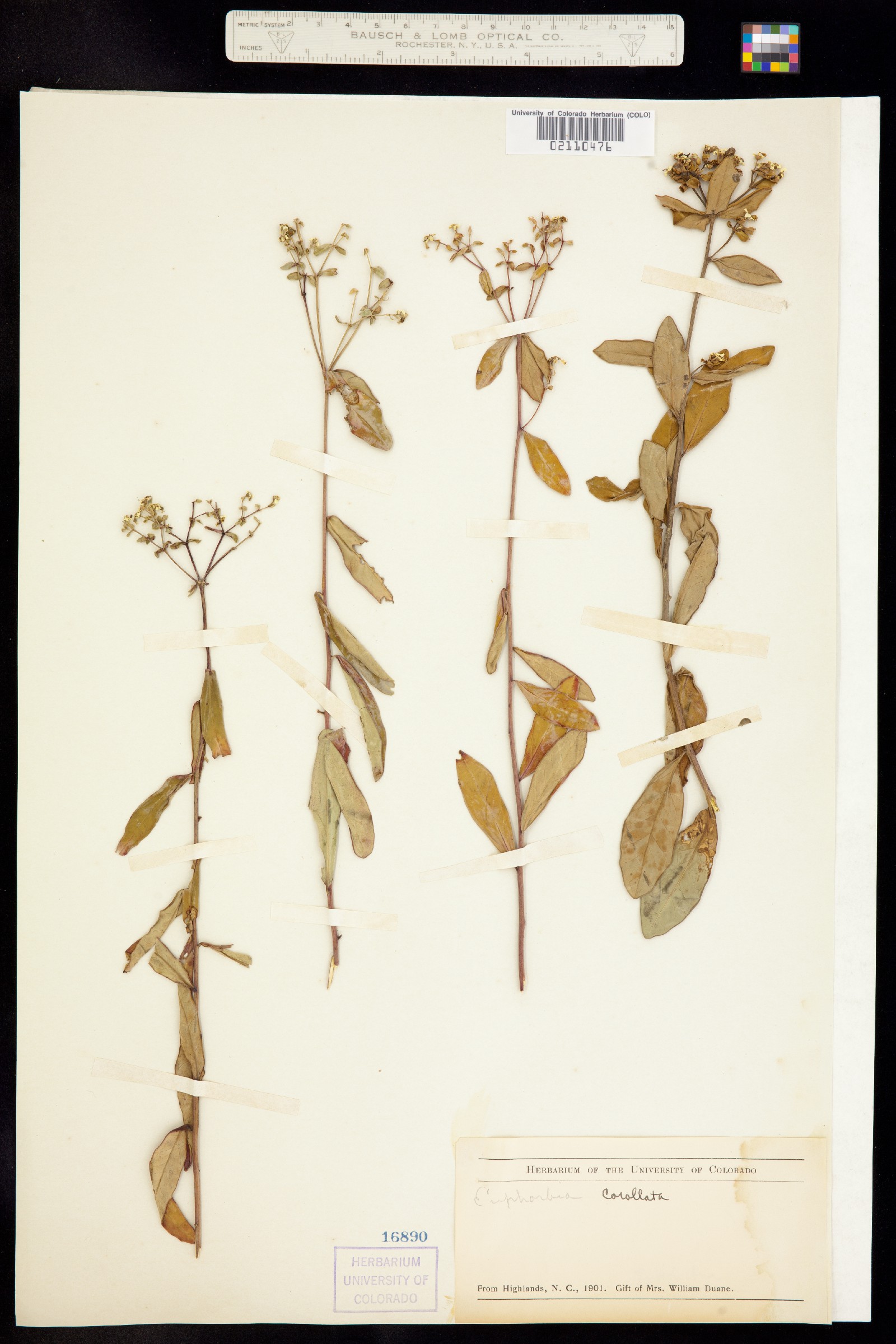 Euphorbia corollata image