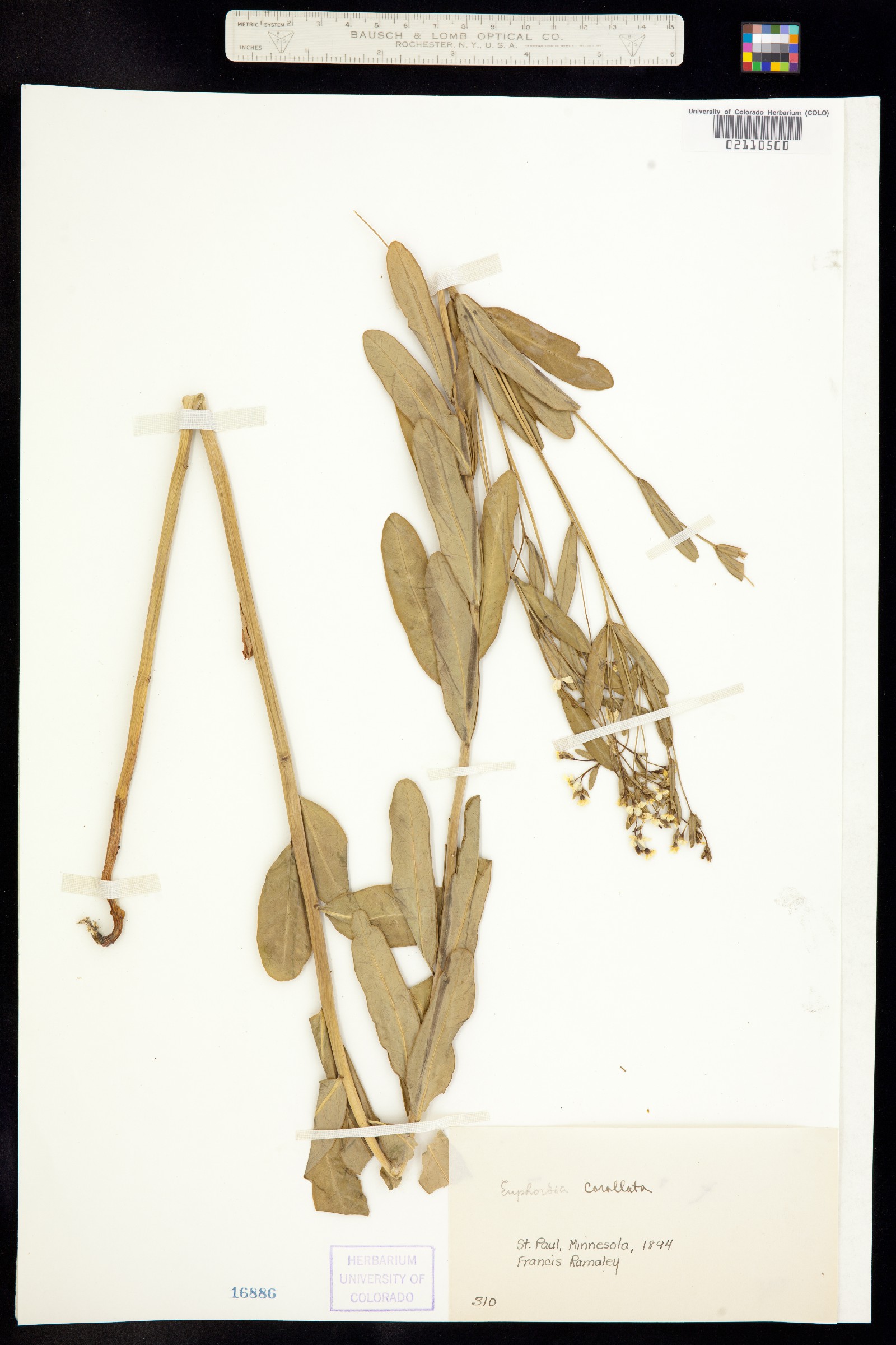 Euphorbia corollata image