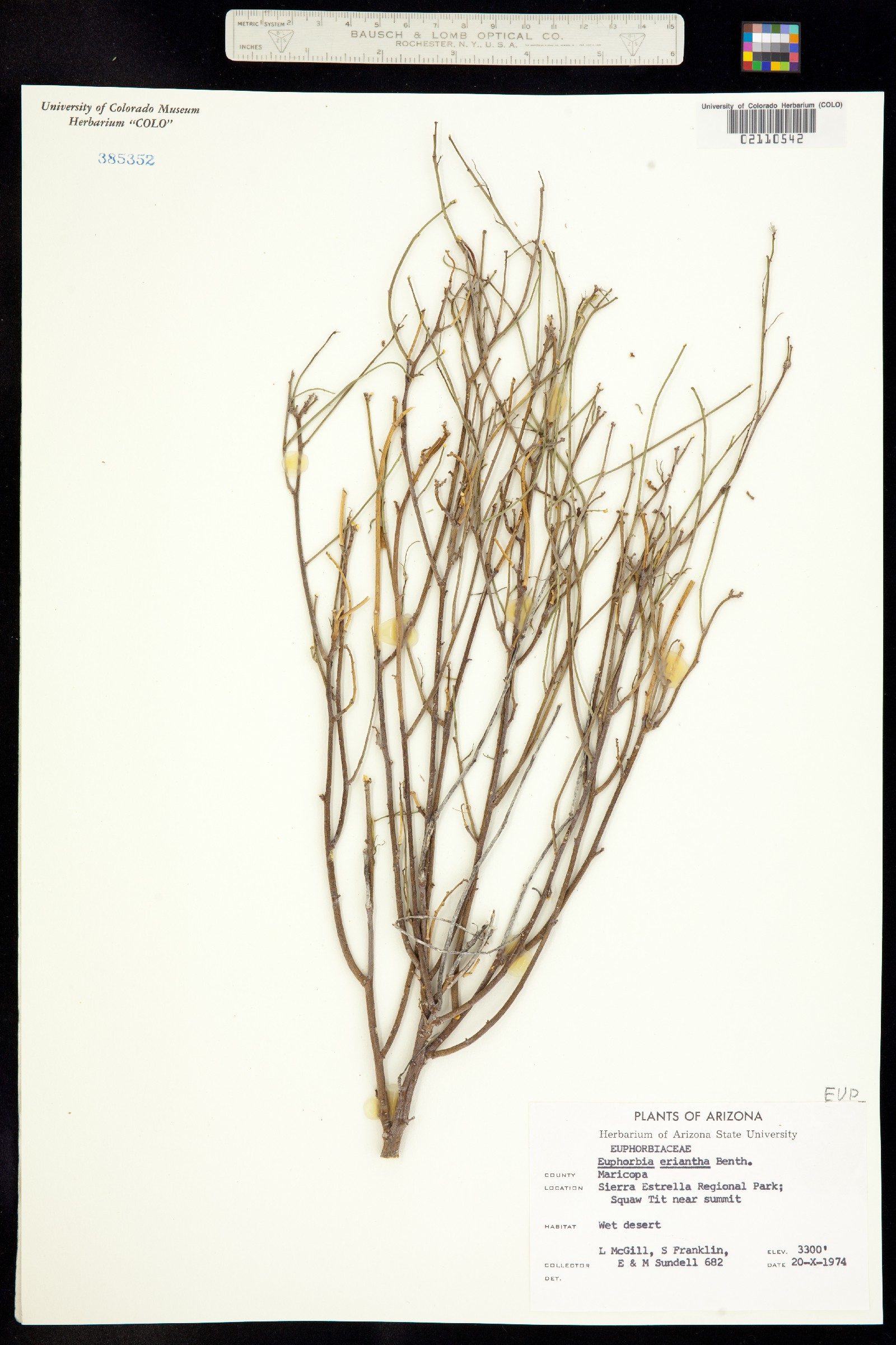 Euphorbia eriantha image