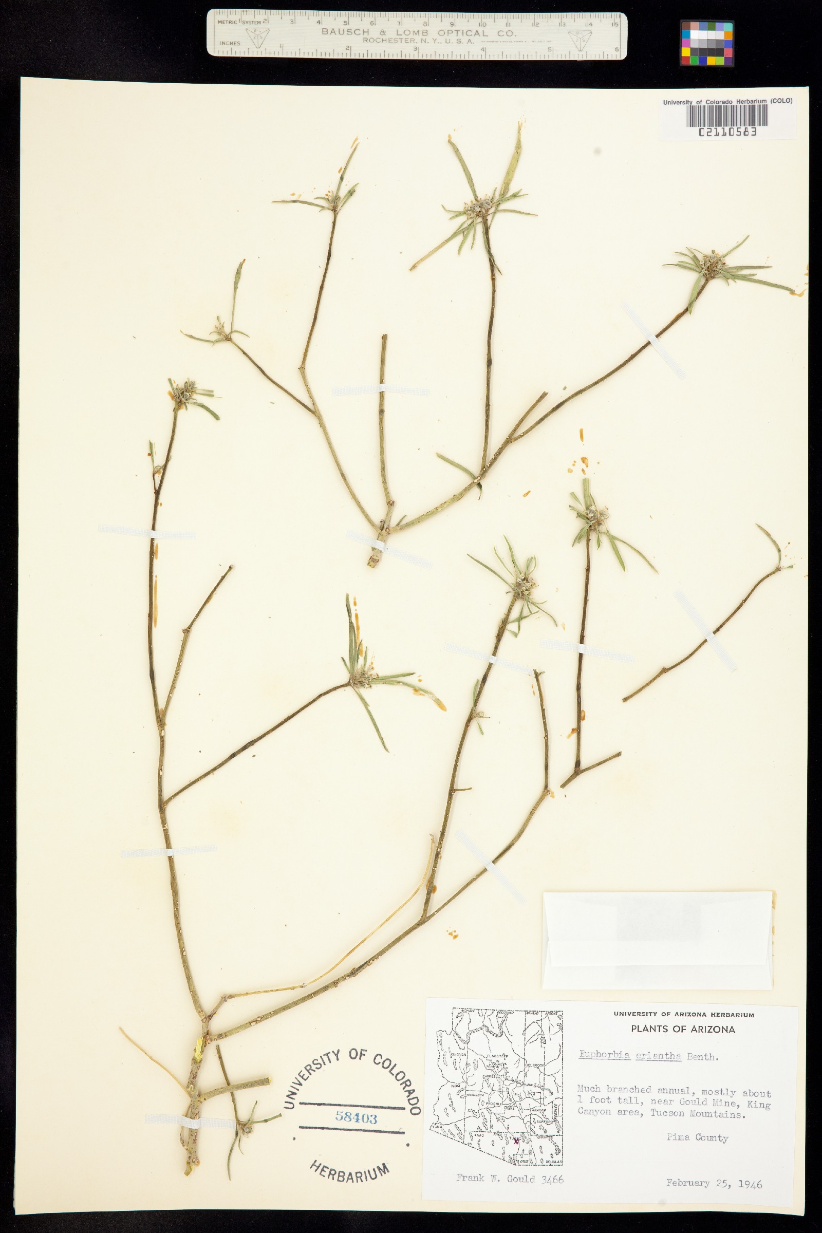 Euphorbia eriantha image