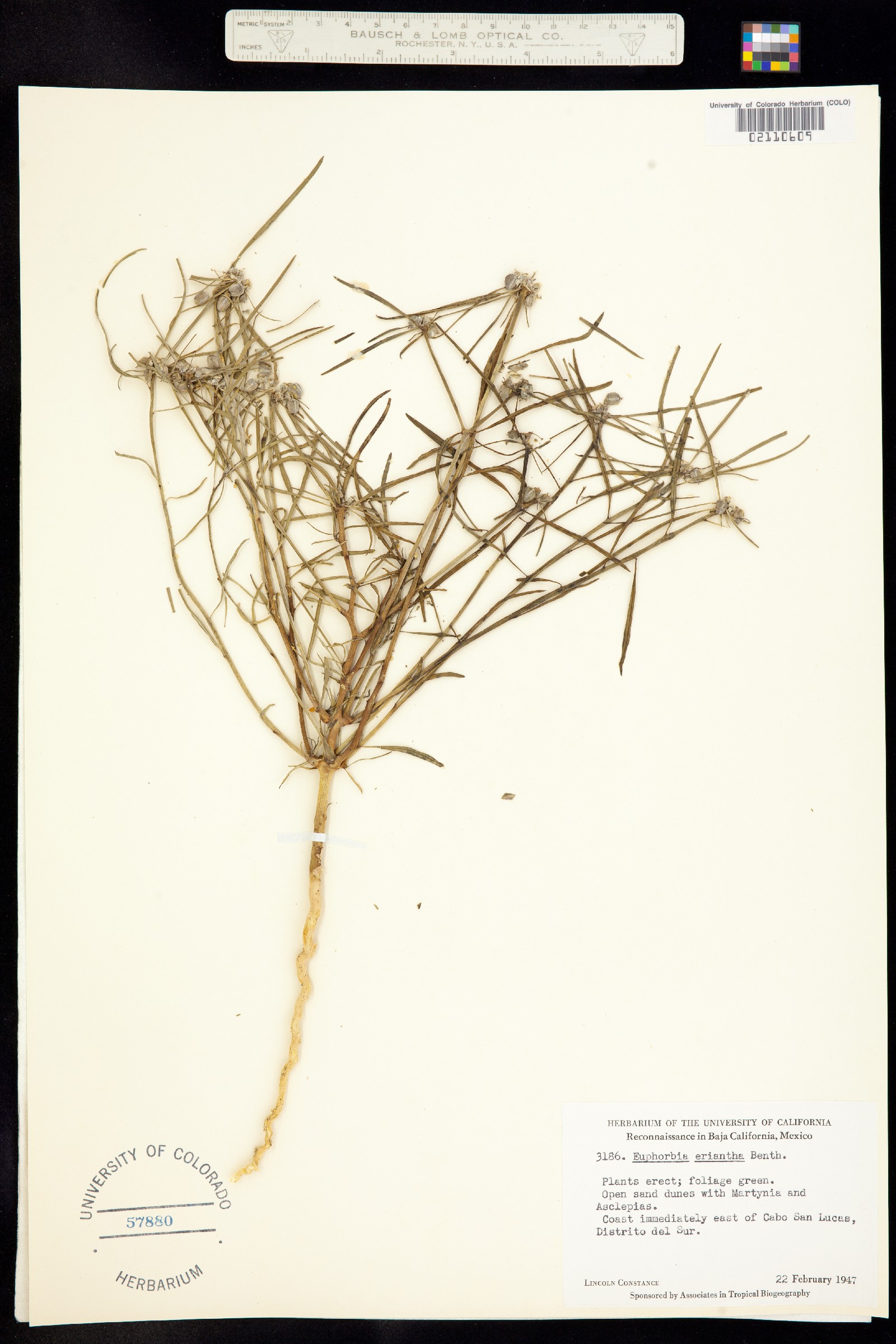 Euphorbia eriantha image