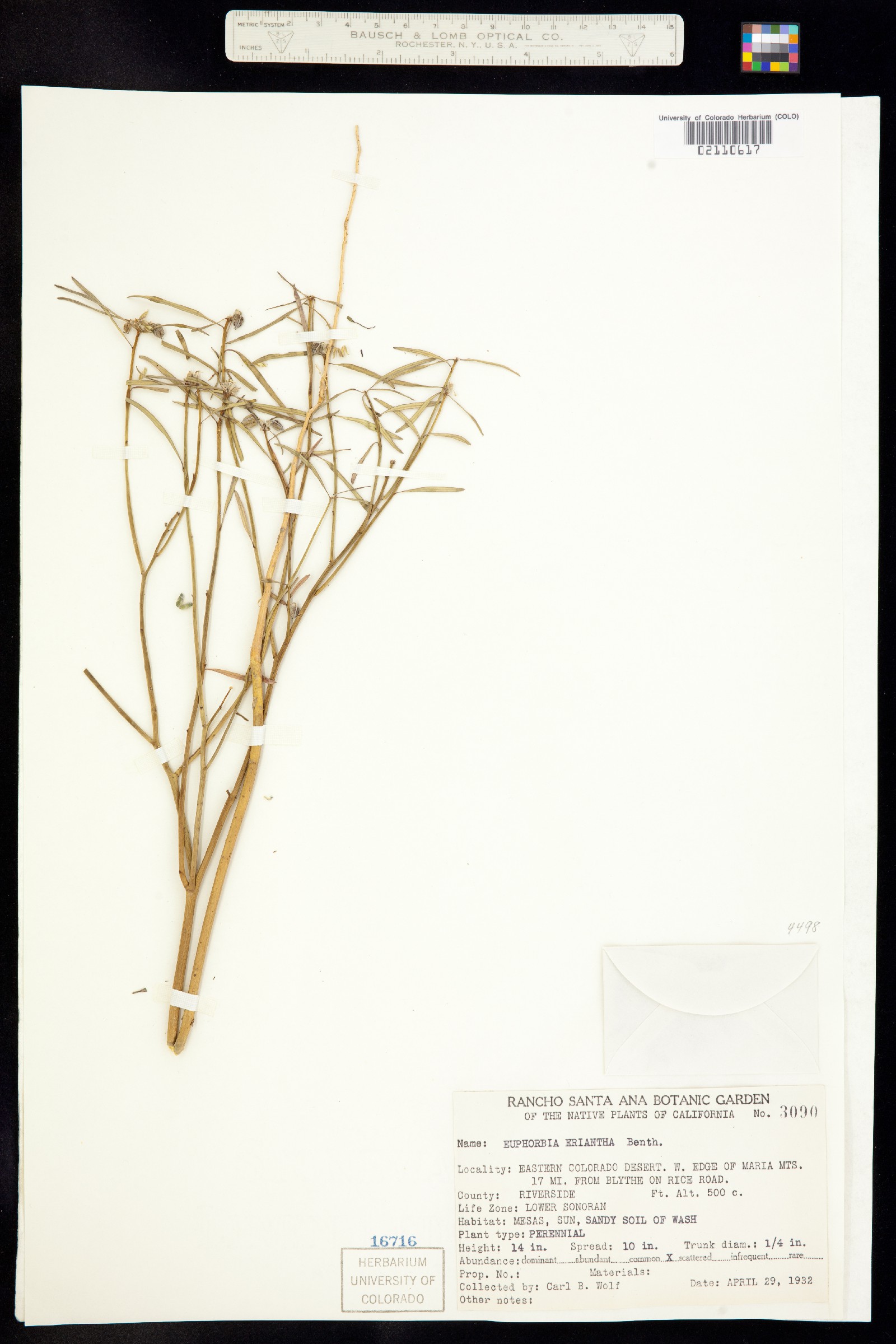 Euphorbia eriantha image