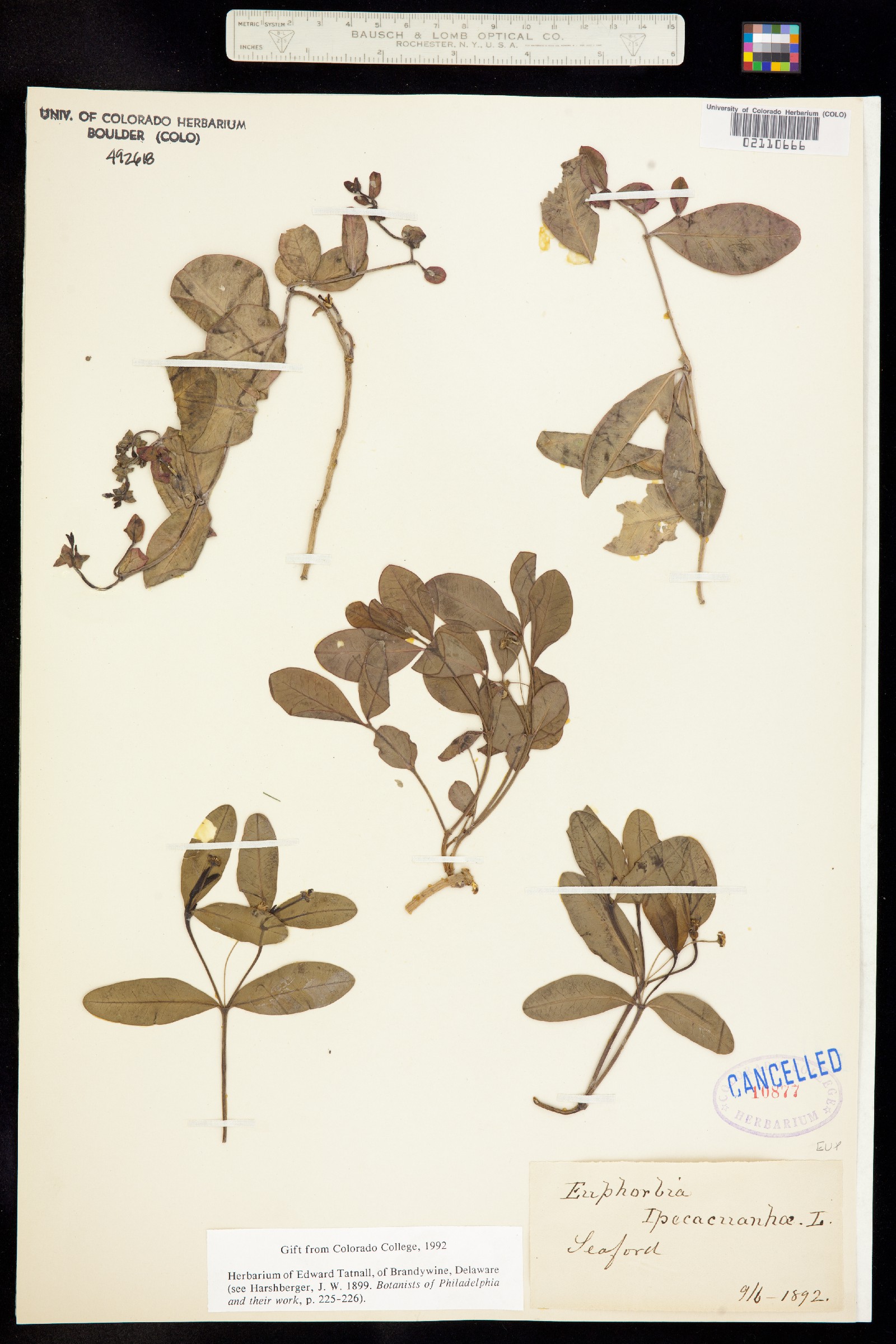 Euphorbia ipecacuanhae image