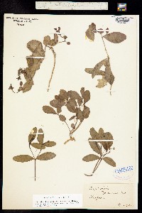 Image of Euphorbia ipecacuanhae
