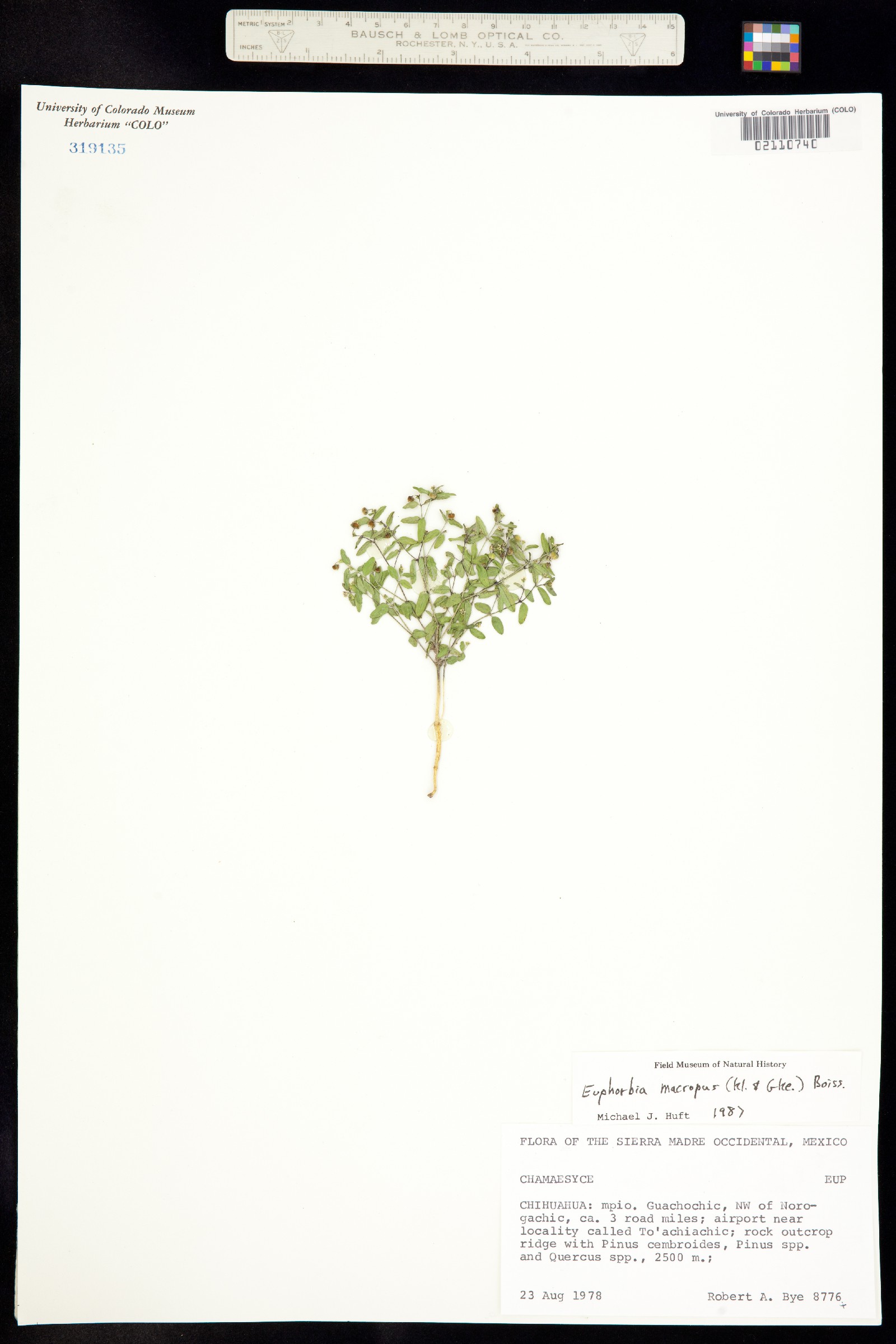 Euphorbia macropus image