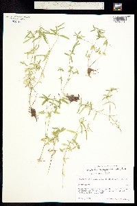 Euphorbia macropus image
