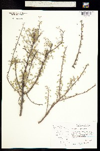 Image of Euphorbia misera