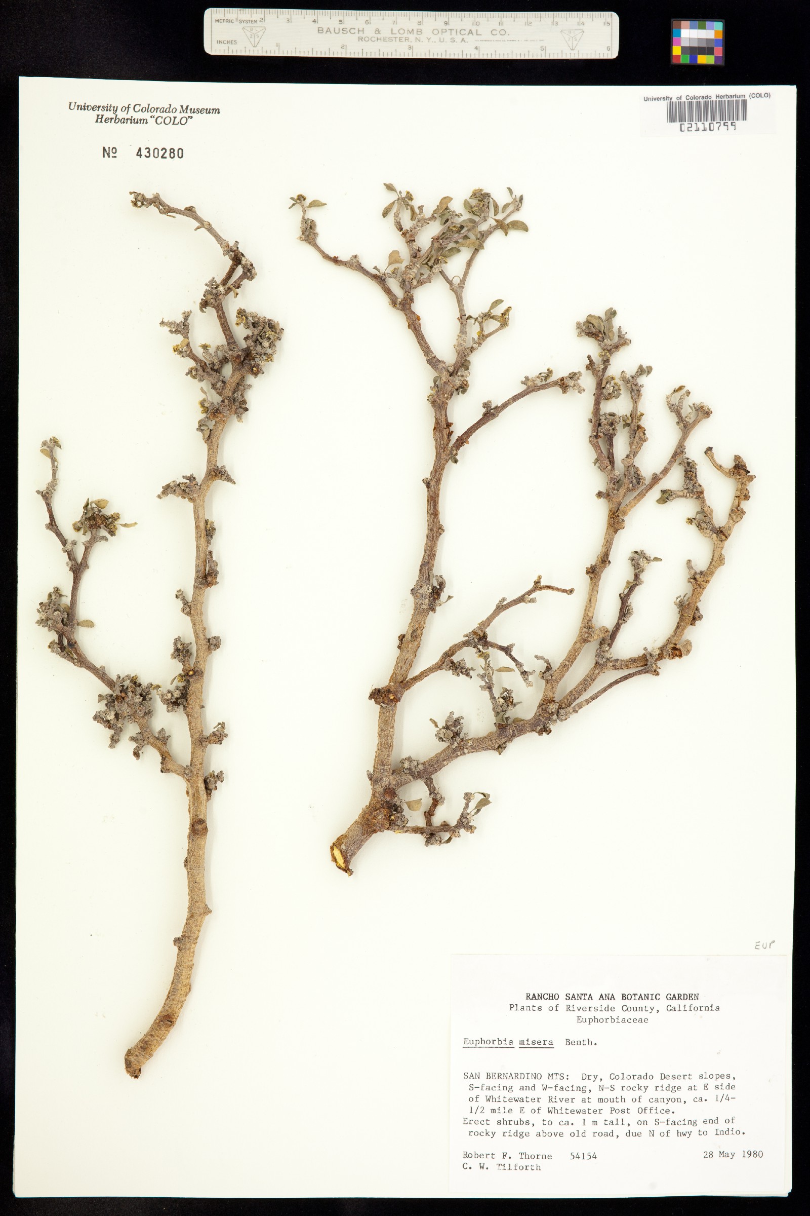 Euphorbia misera image