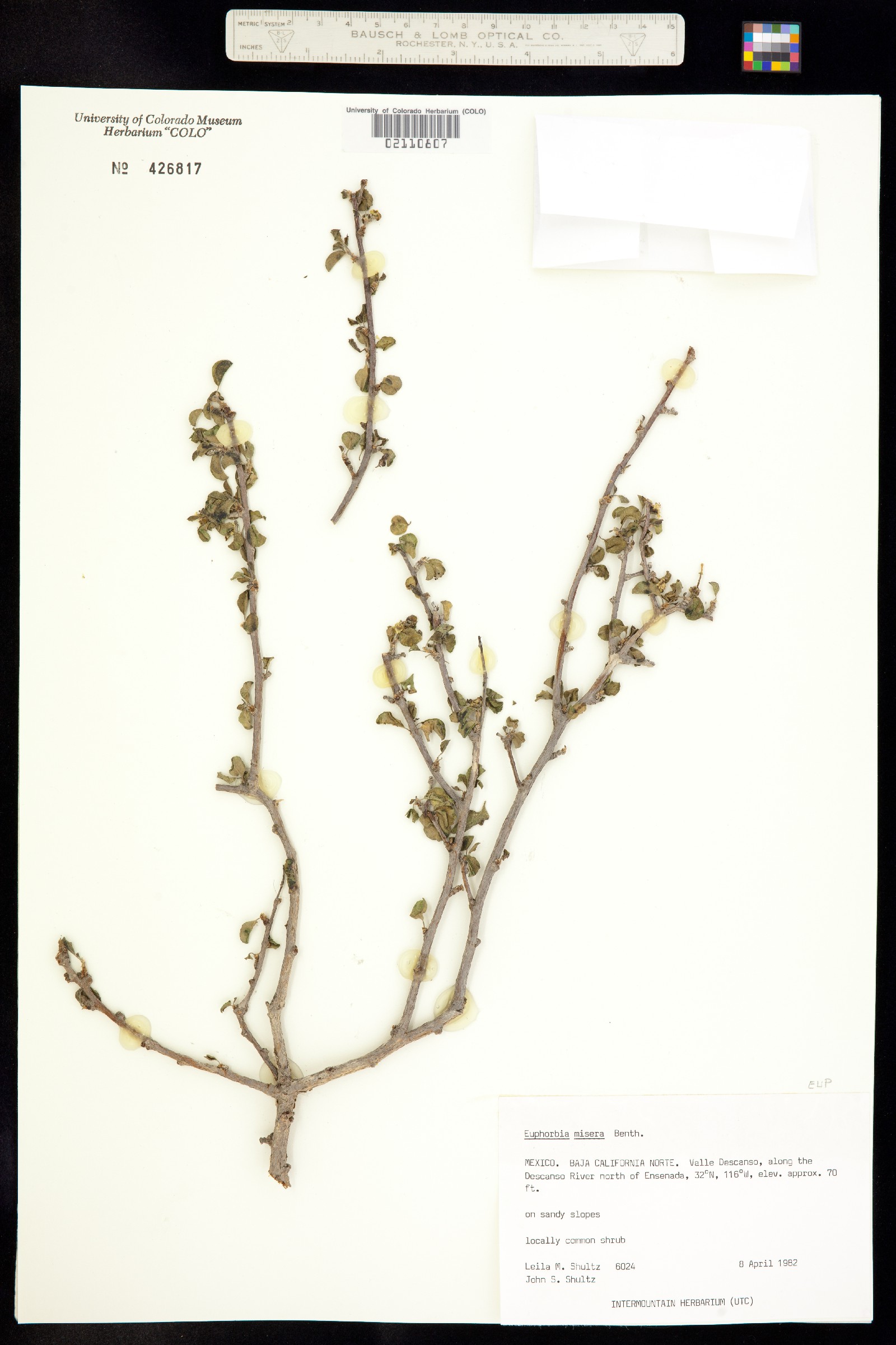 Euphorbia misera image