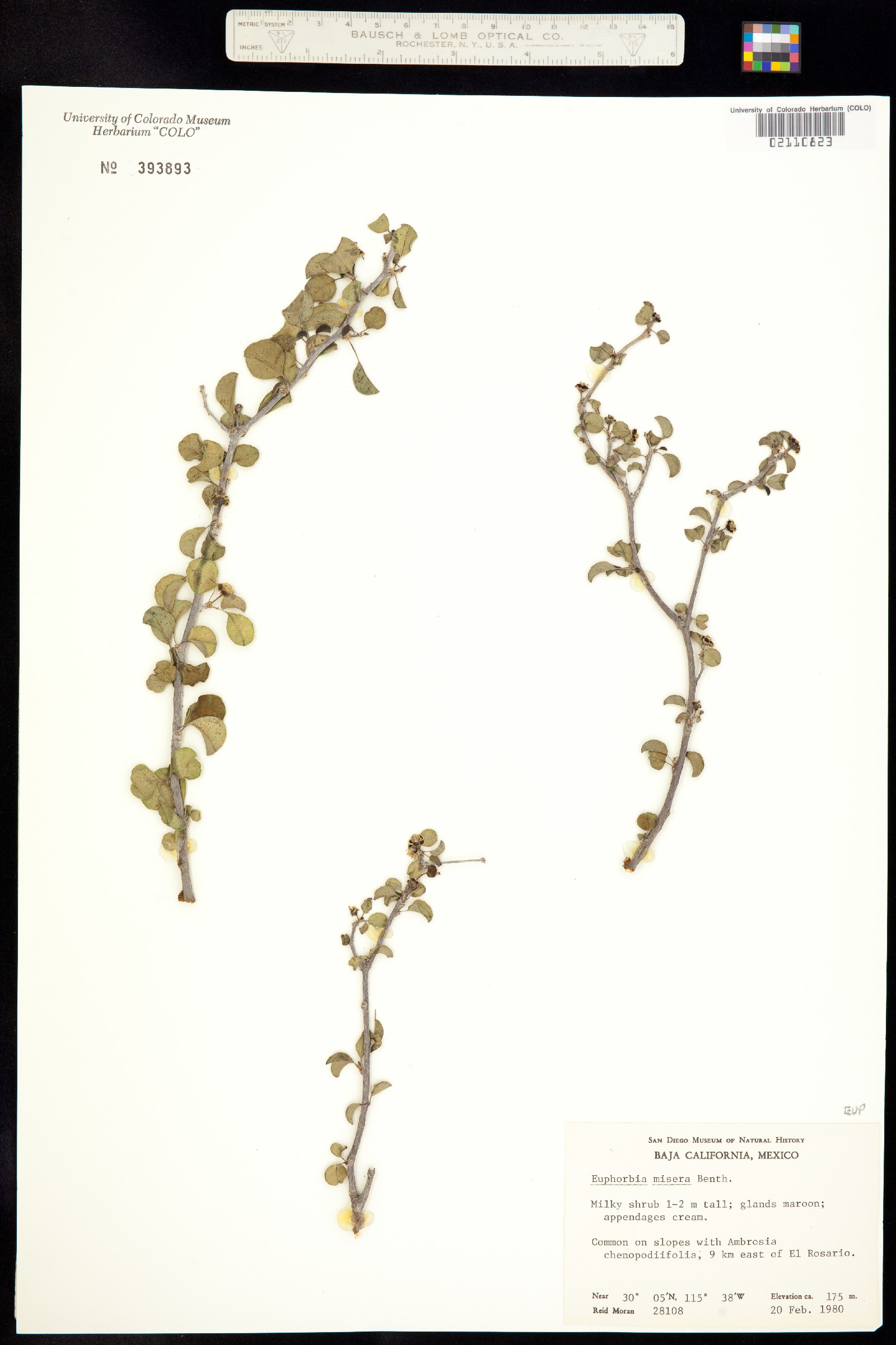 Euphorbia misera image