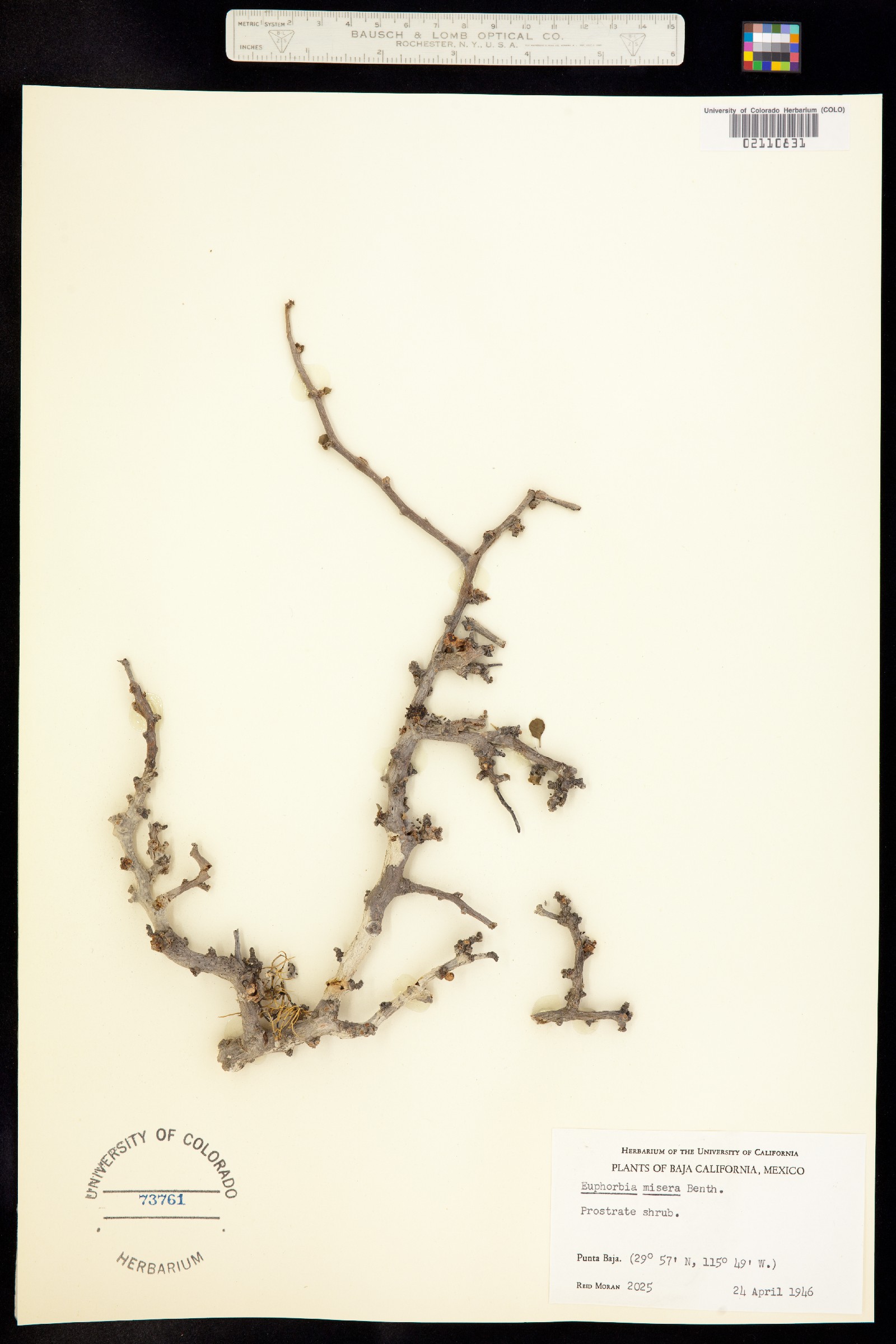 Euphorbia misera image
