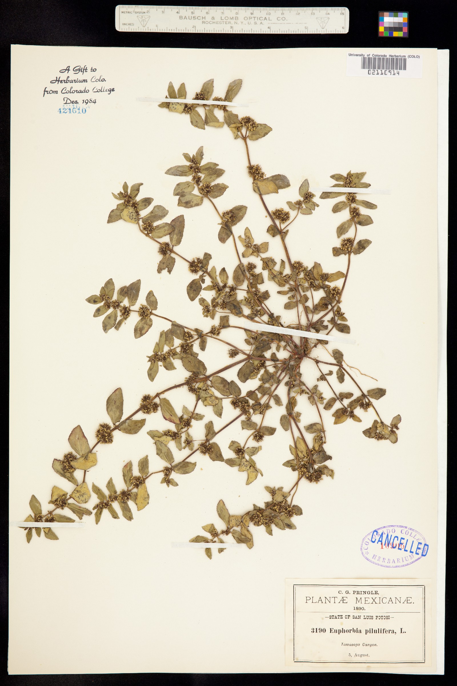 Euphorbia hirta image