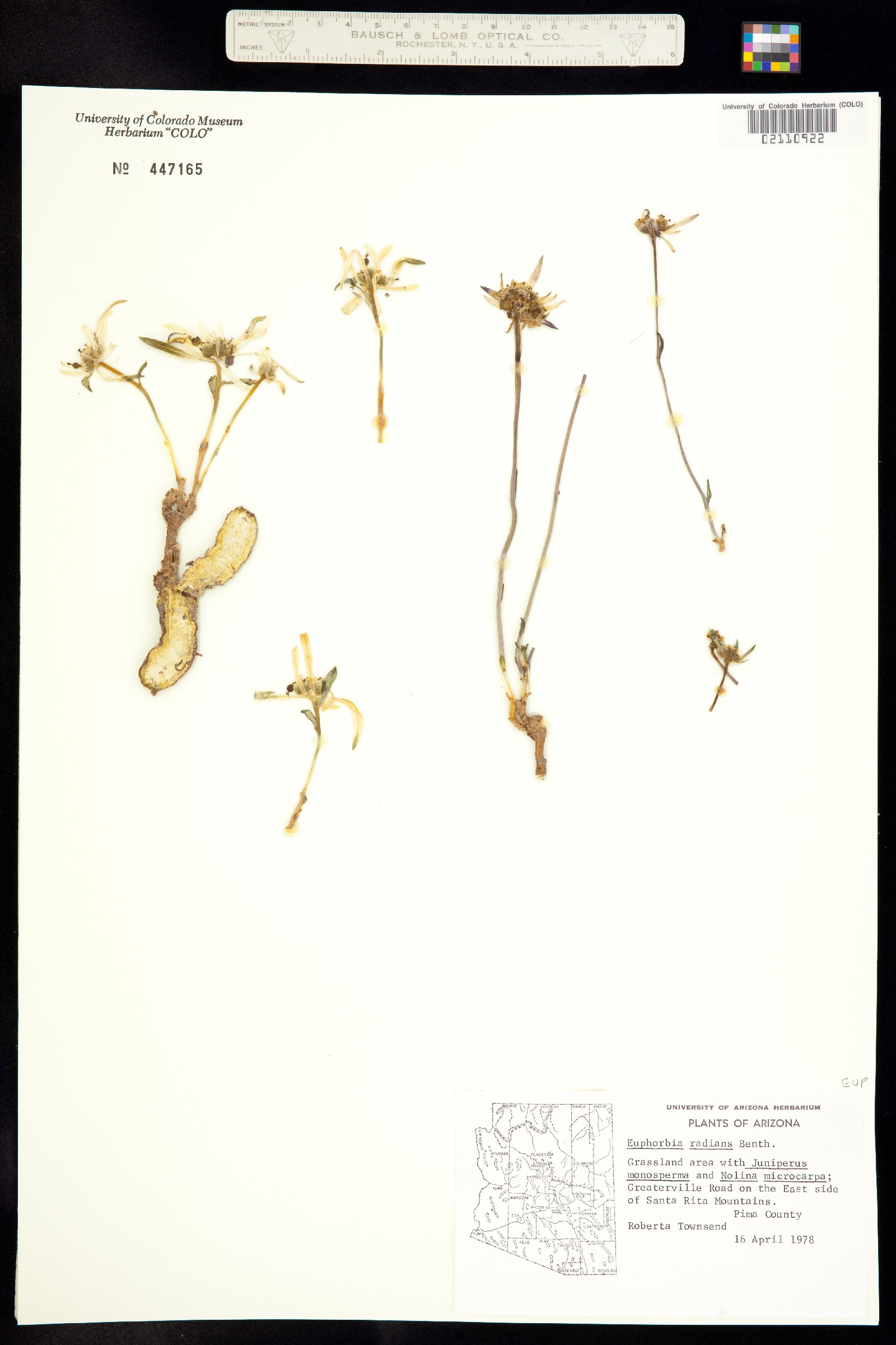 Euphorbia radians image