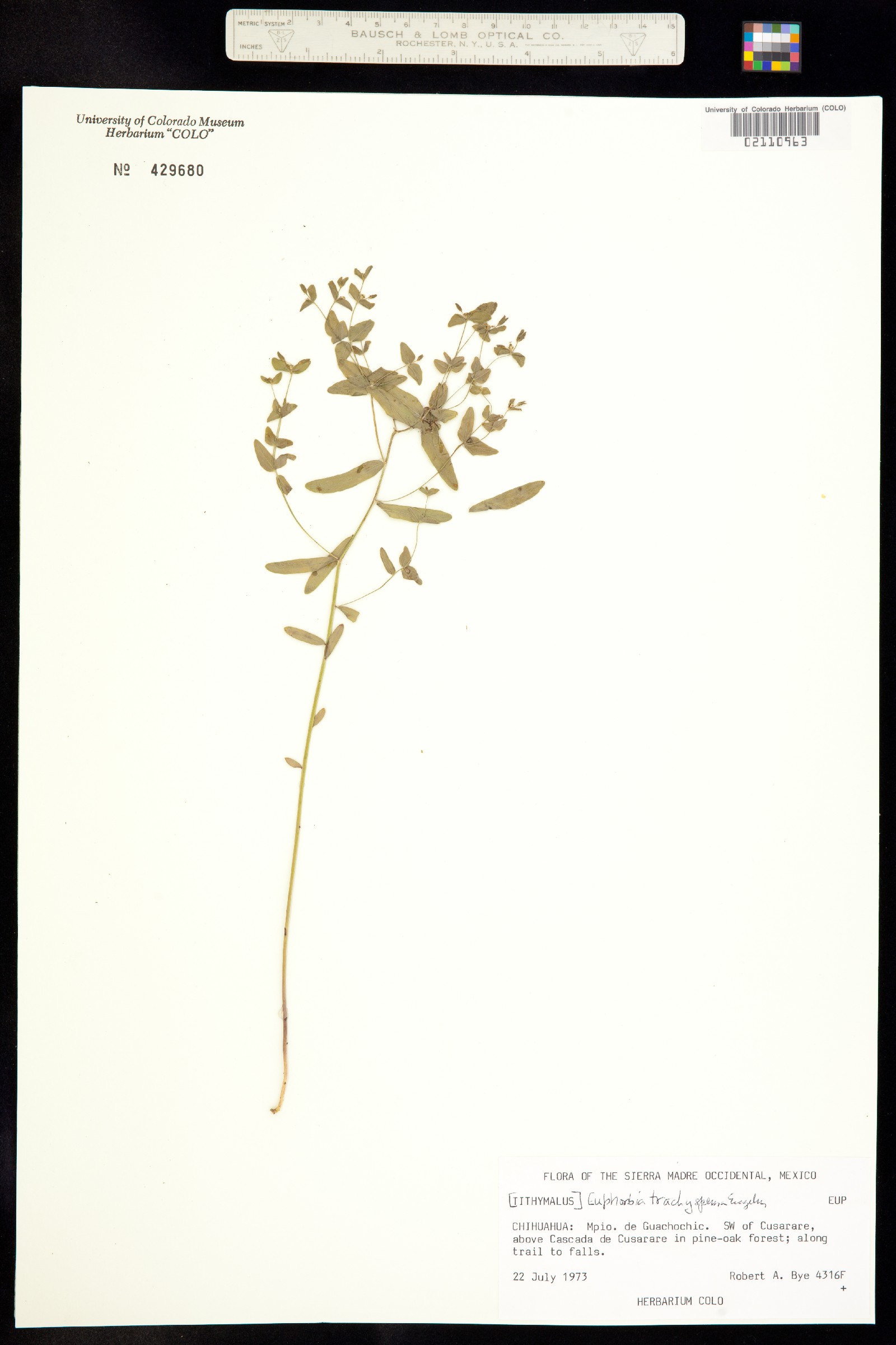 Euphorbia trachysperma image
