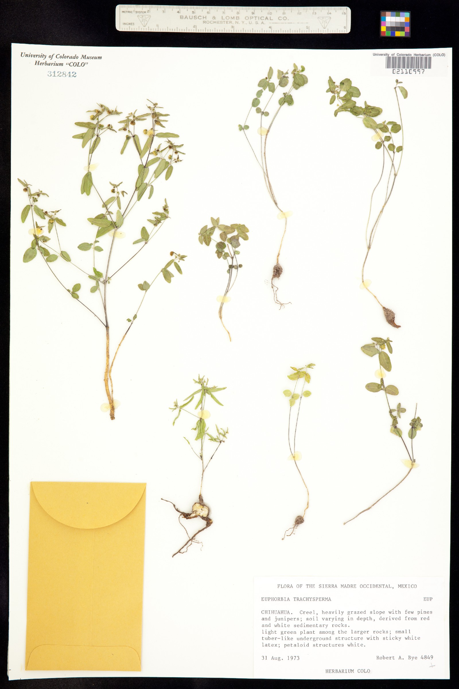 Euphorbia trachysperma image