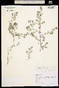 Euphorbia serpyllifolia var. serpyllifolia image