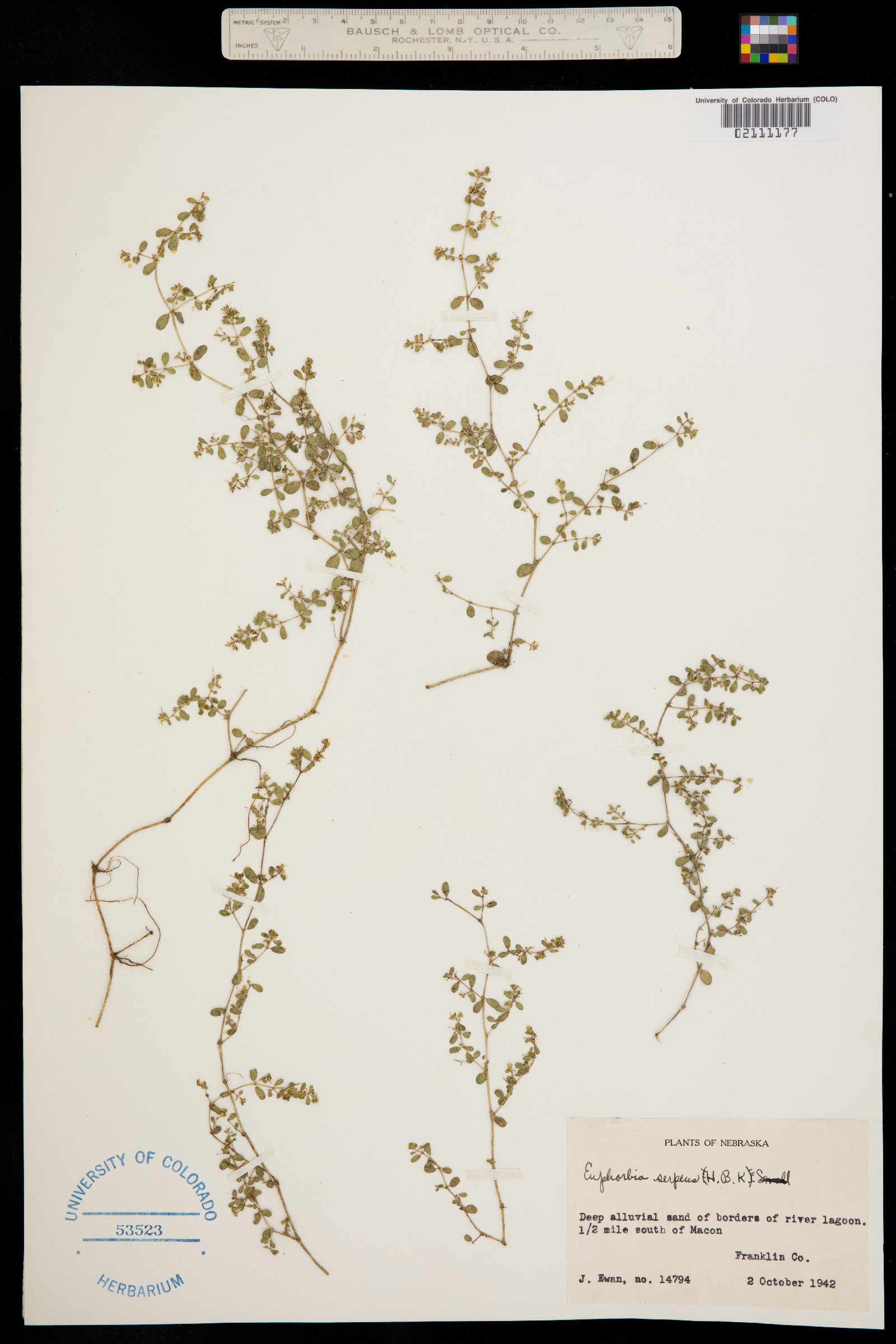 Euphorbia serpyllifolia var. serpyllifolia image