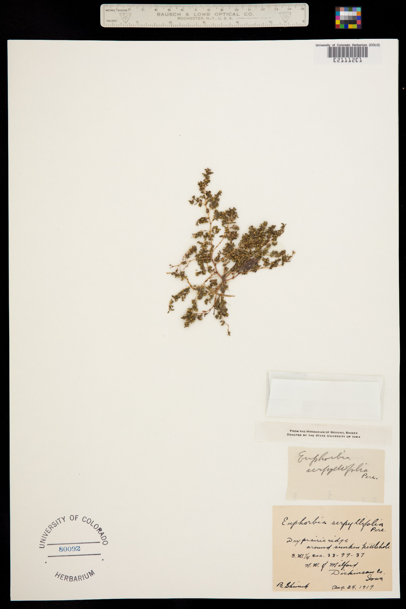 Euphorbia serpyllifolia var. serpyllifolia image