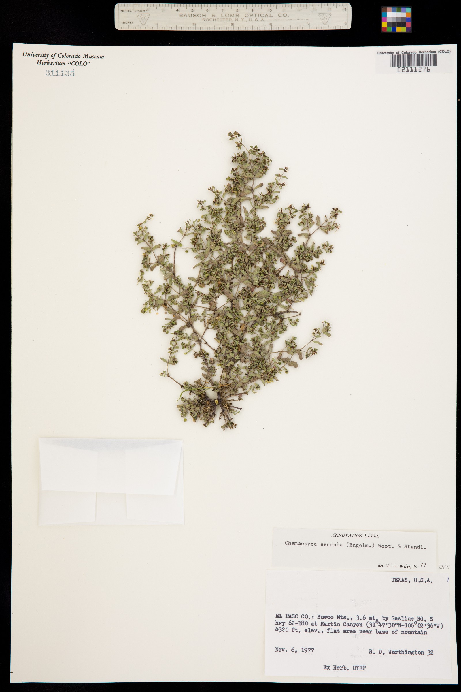 Euphorbia serrula image
