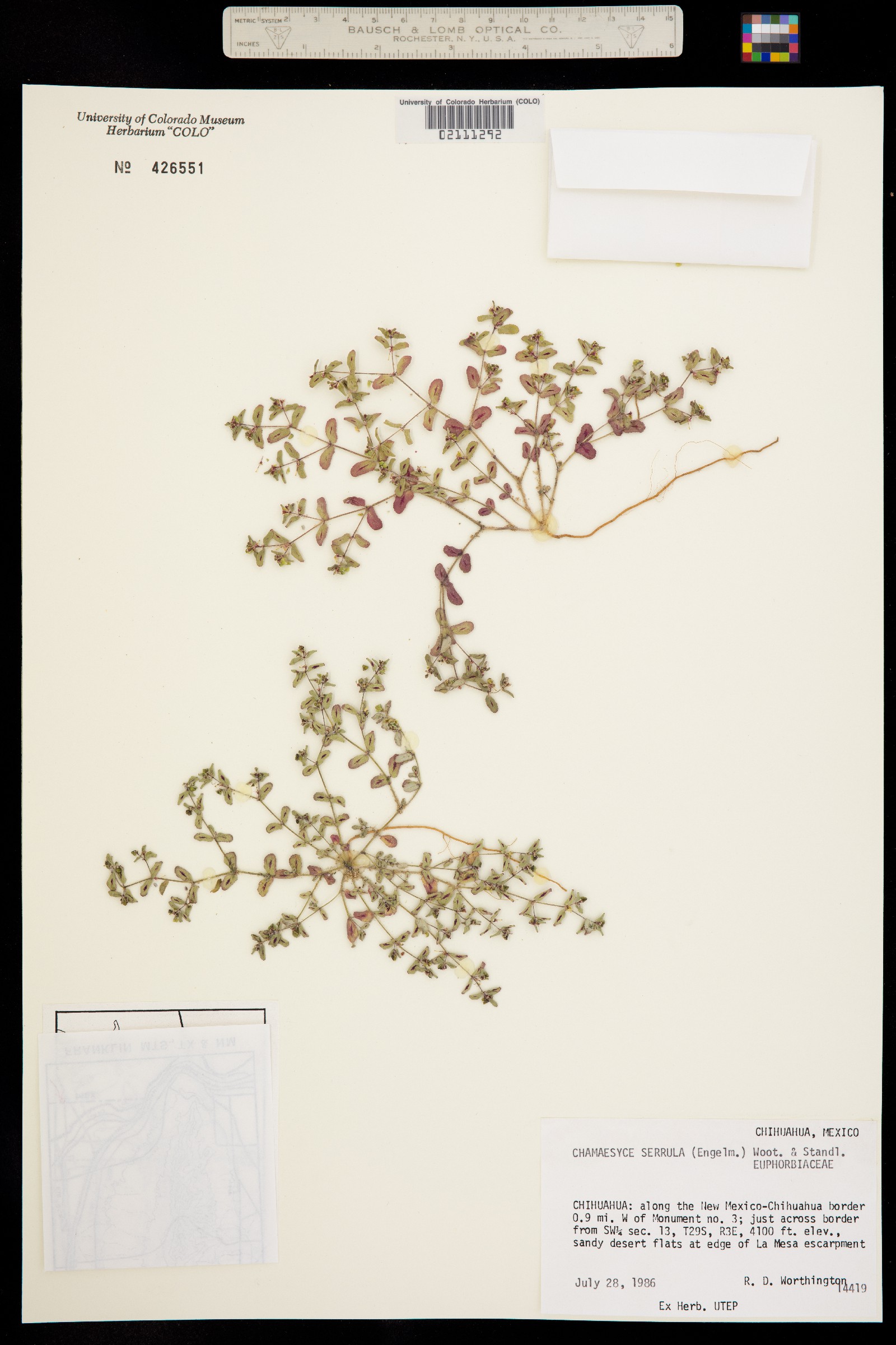 Euphorbia serrula image