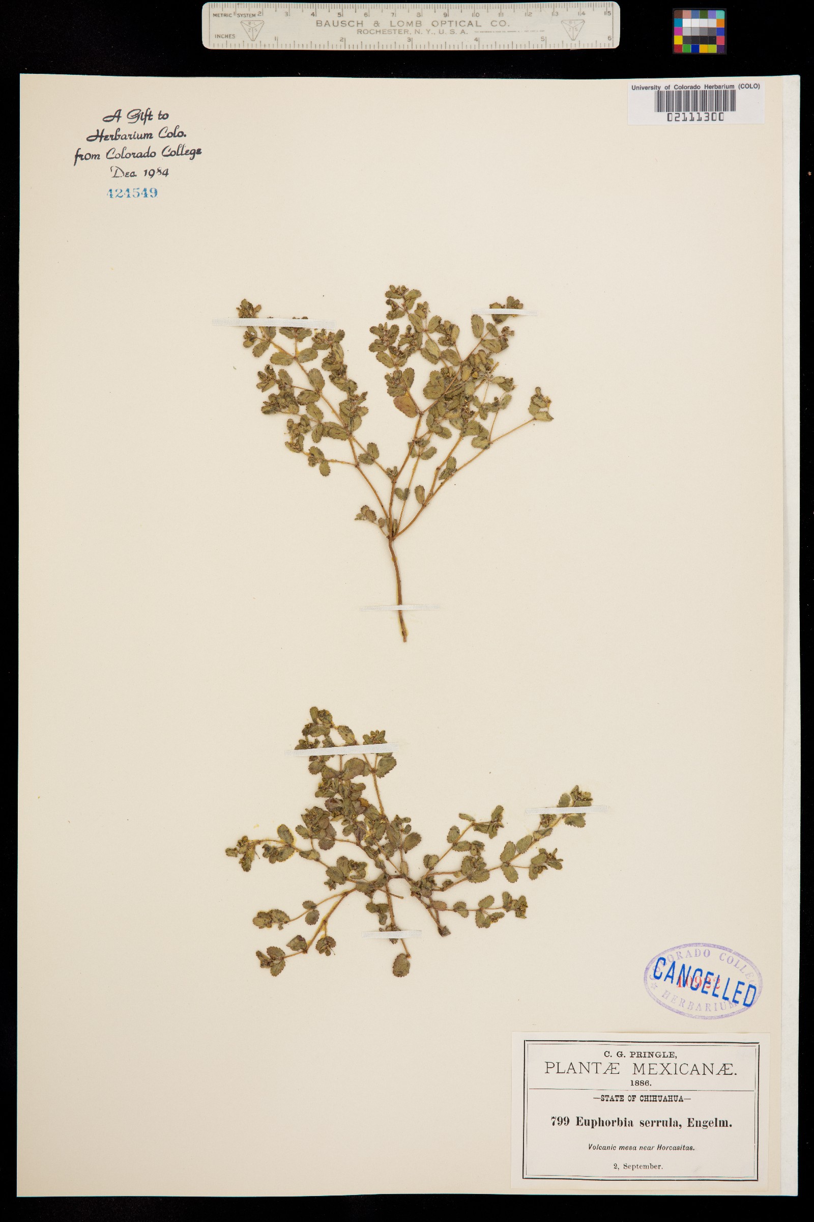 Euphorbia serrula image