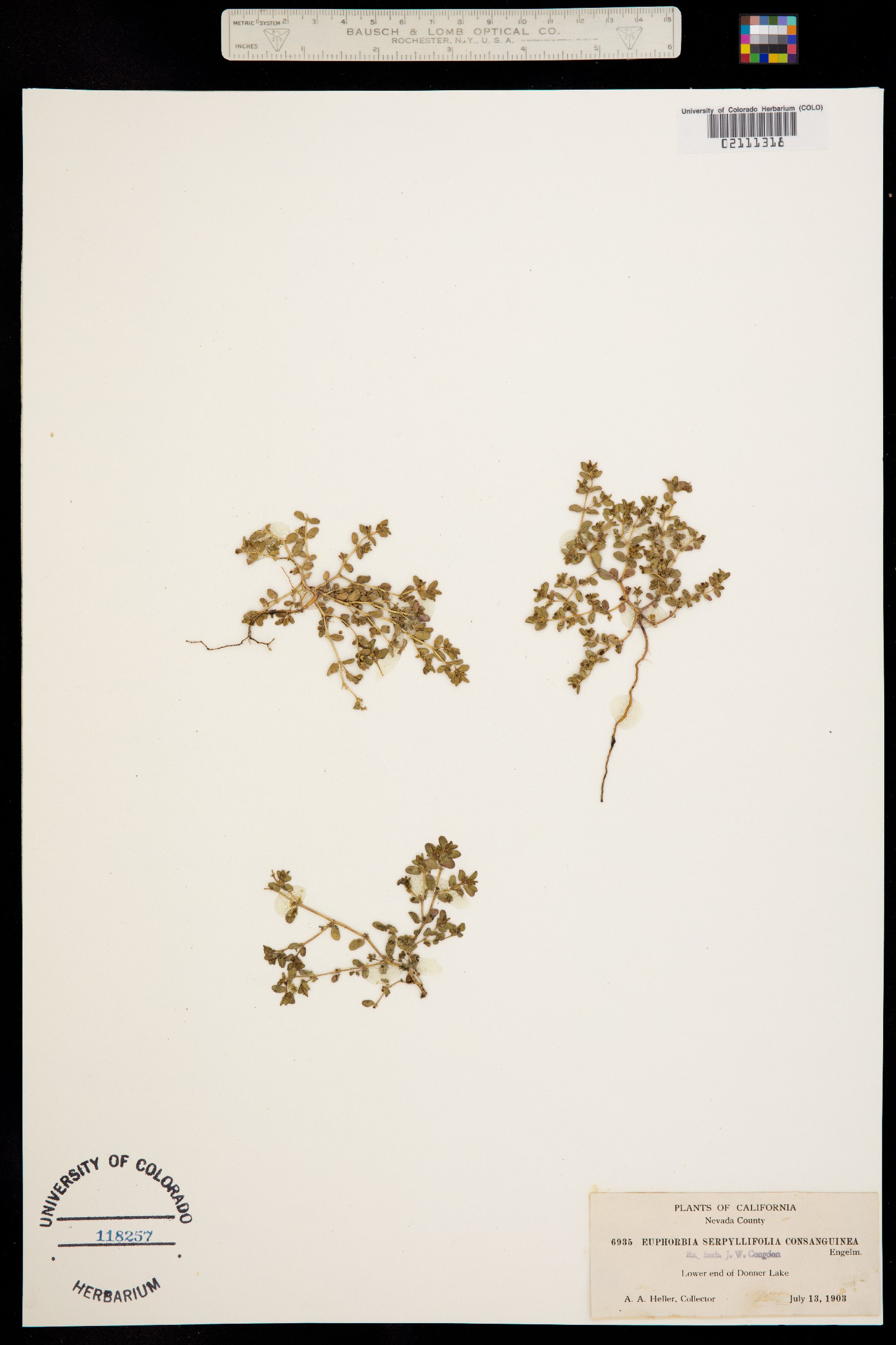 Euphorbia serpyllifolia var. serpyllifolia image