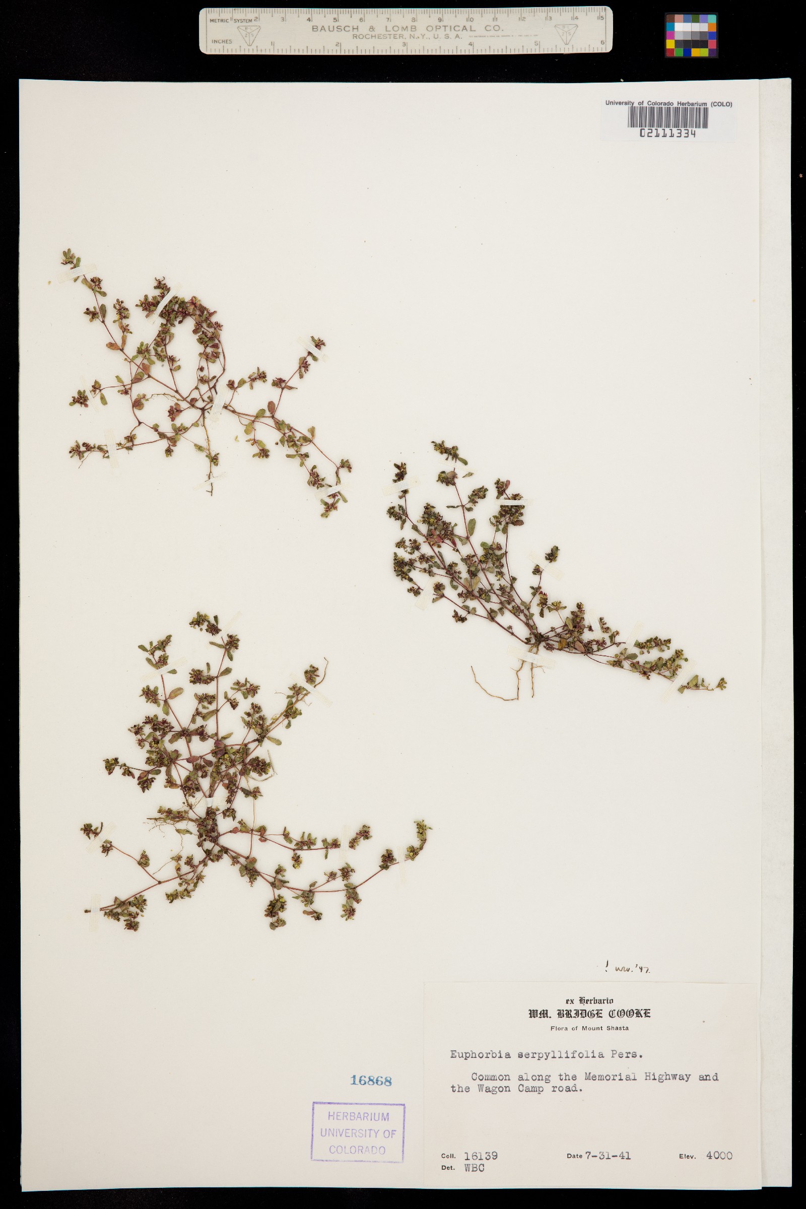 Euphorbia serpyllifolia image