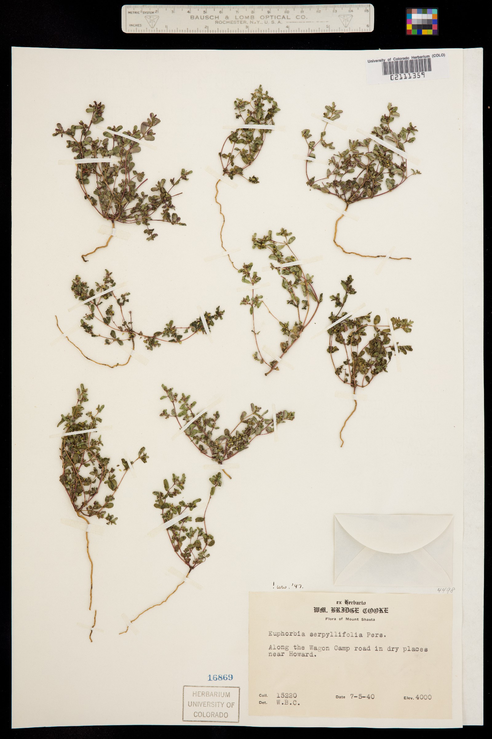 Euphorbia serpyllifolia var. serpyllifolia image