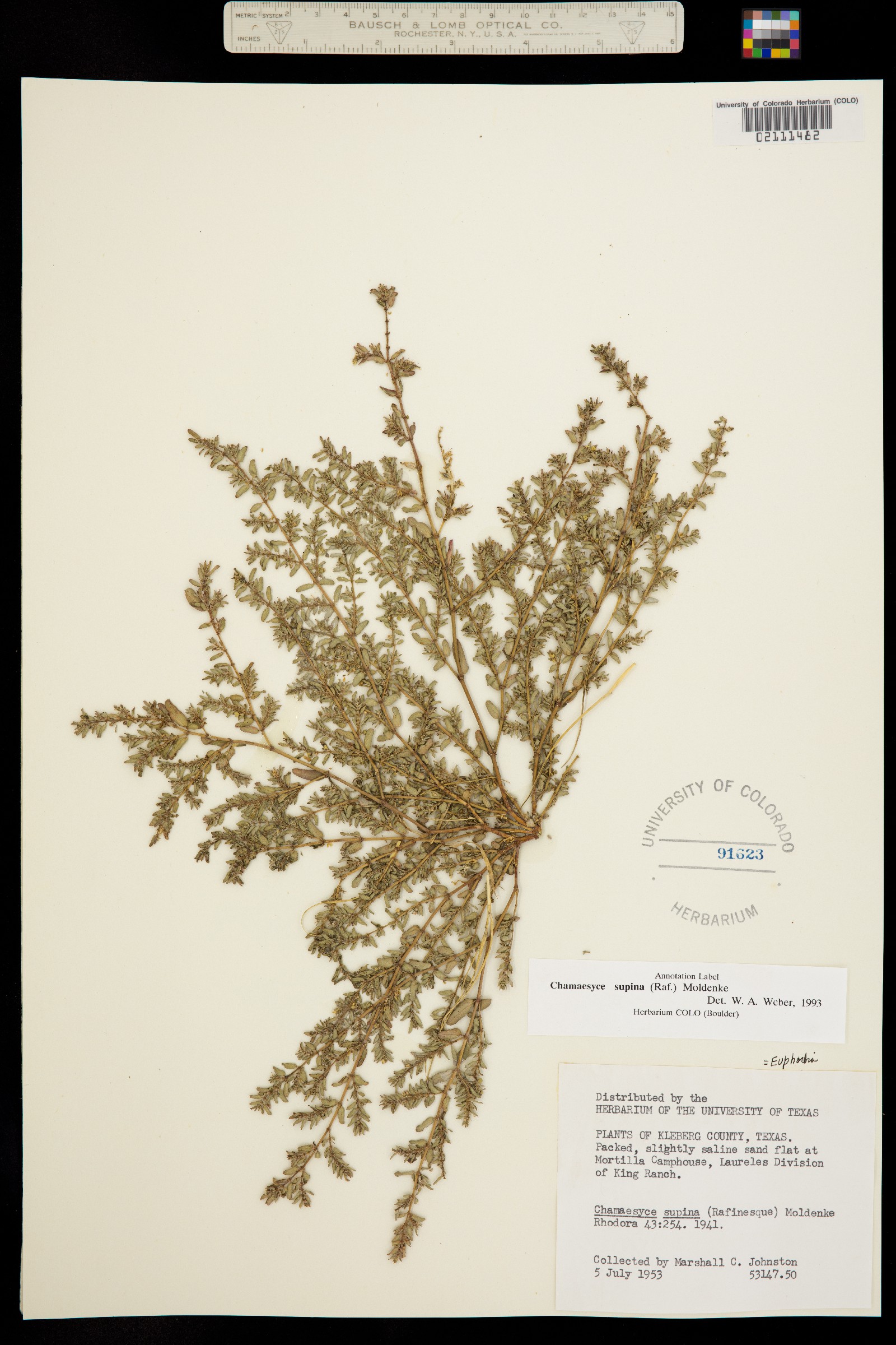 Euphorbia maculata image