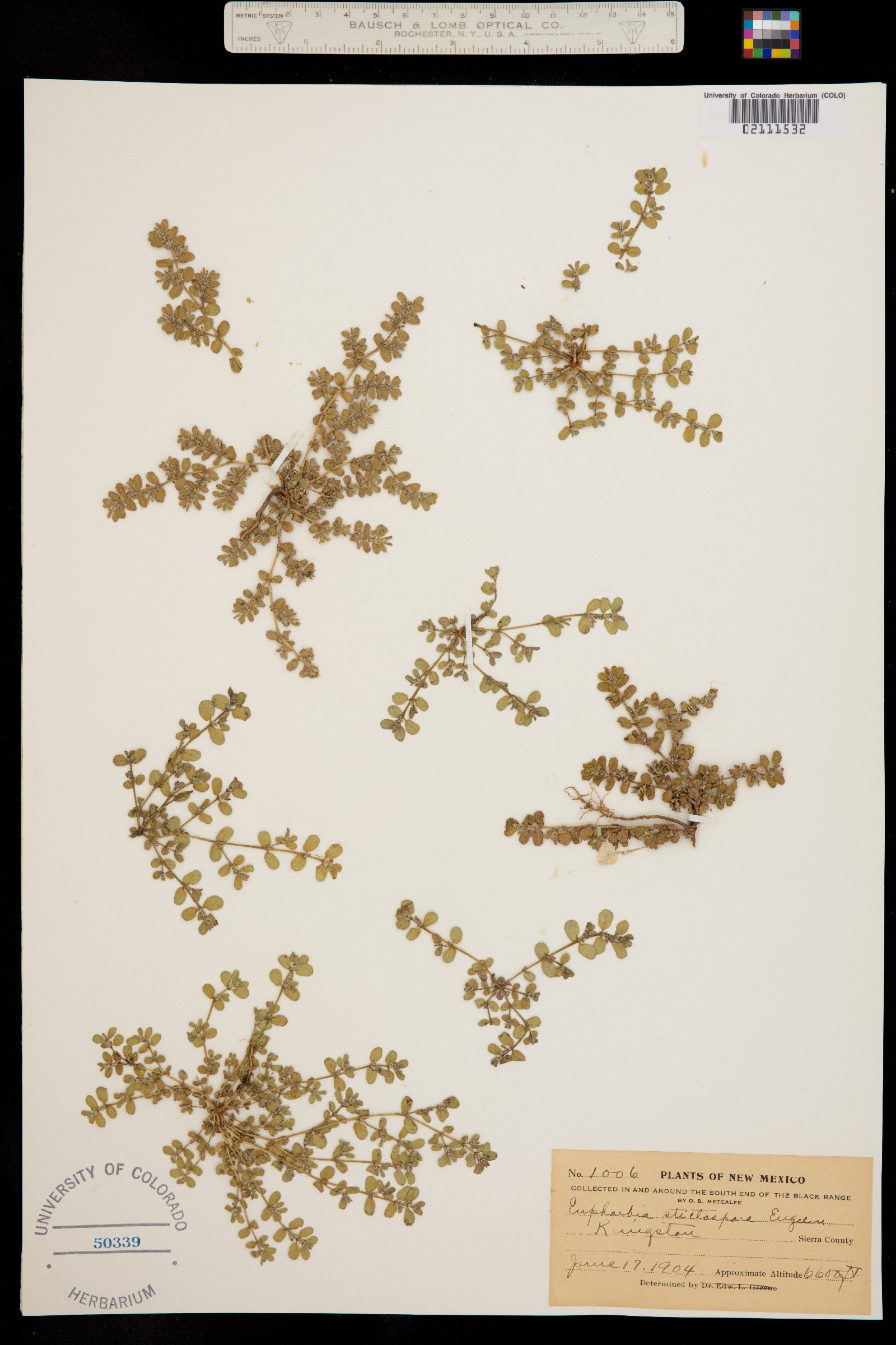 Euphorbia stictospora image