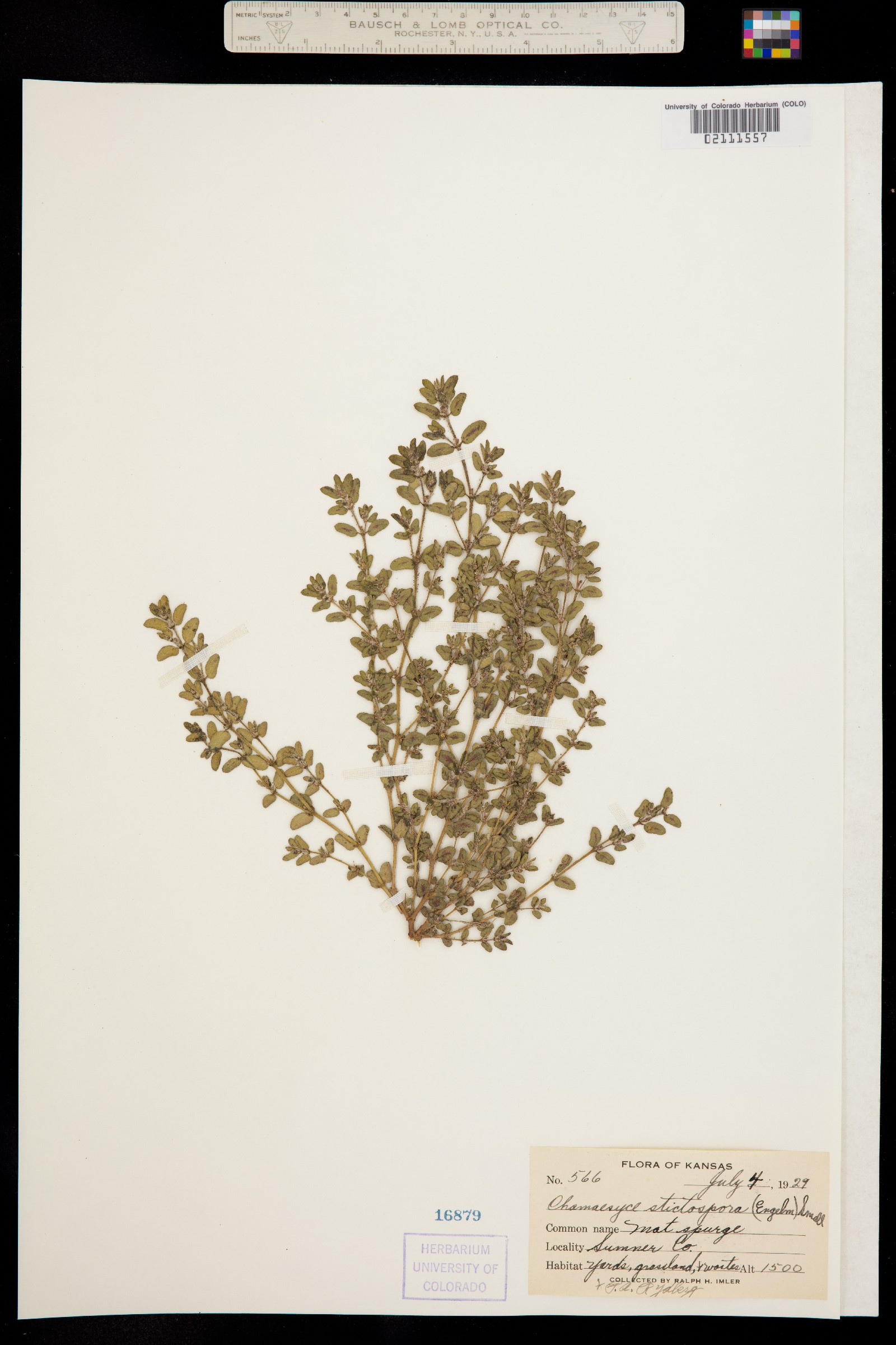 Euphorbia stictospora image