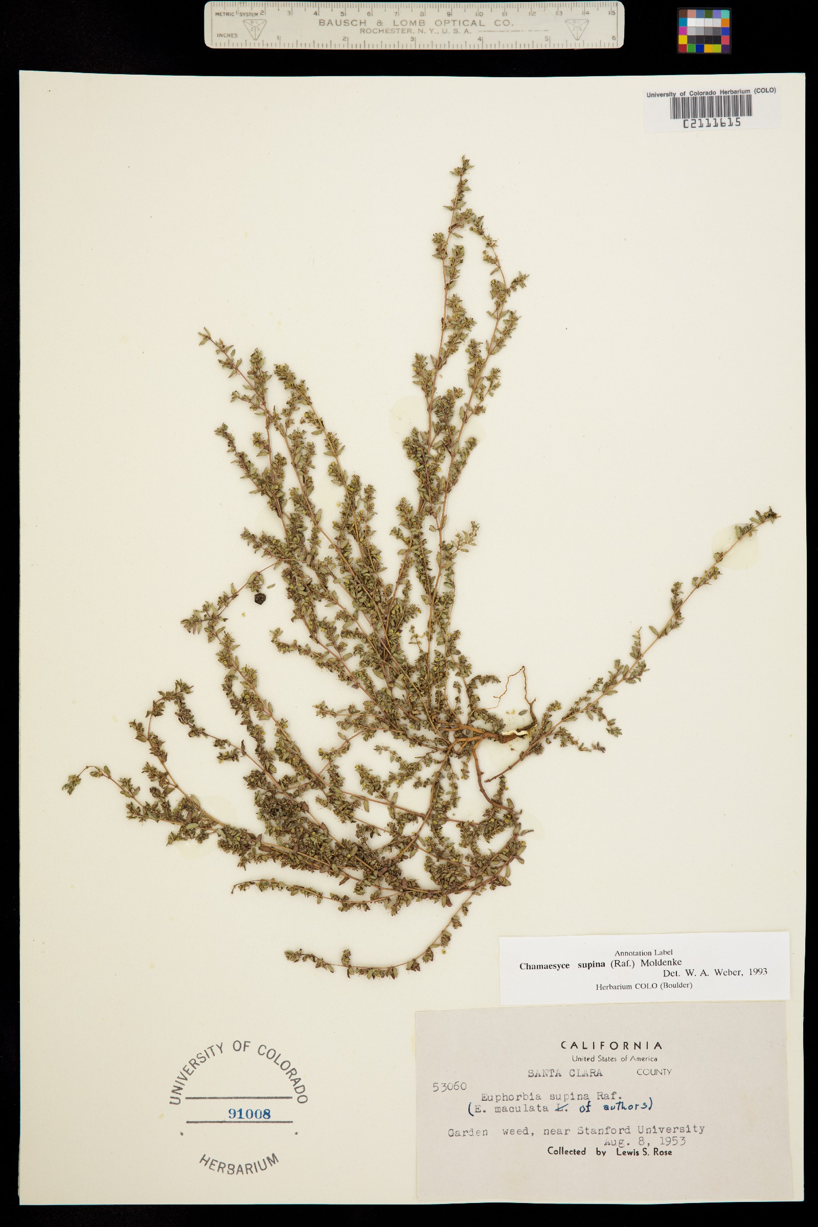 Euphorbia maculata image