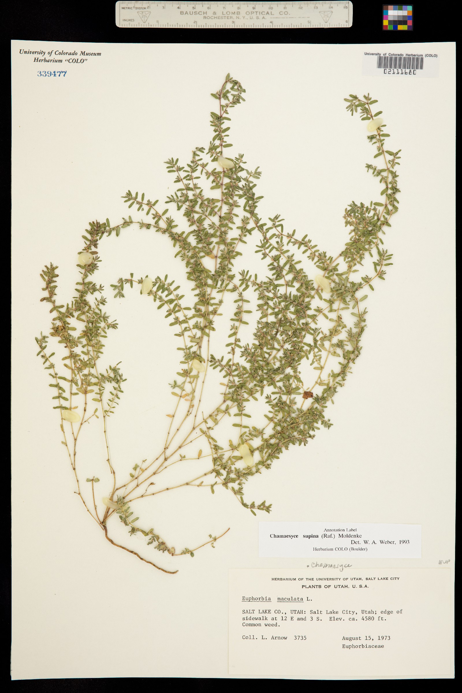 Euphorbia maculata image