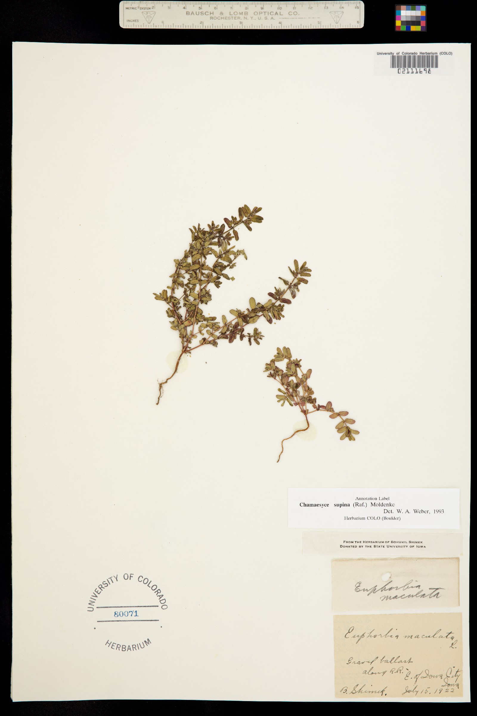 Euphorbia maculata image