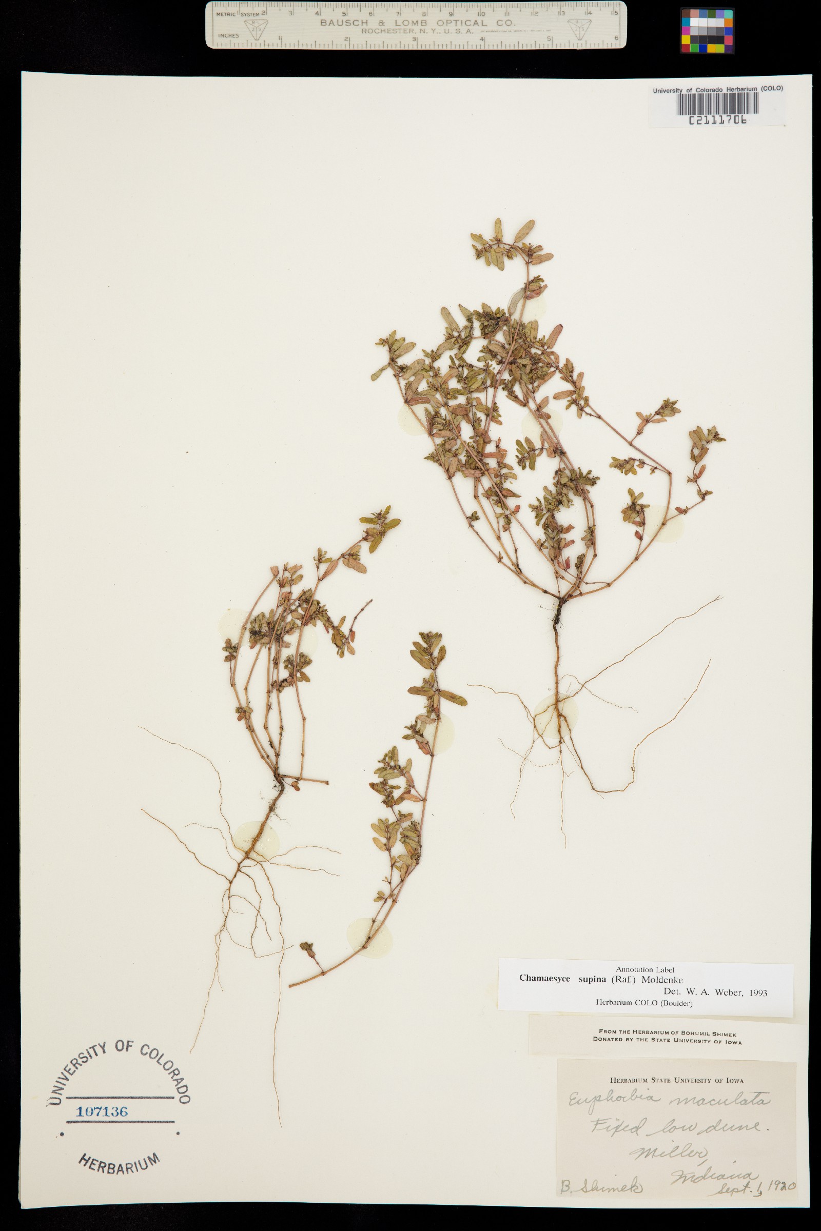 Euphorbia maculata image