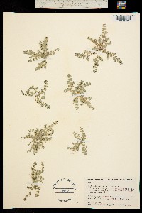 Image of Euphorbia hooveri