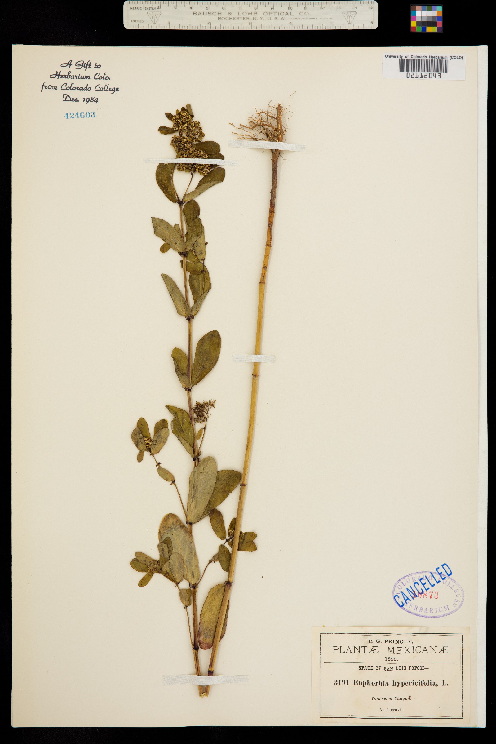 Euphorbia hypericifolia image