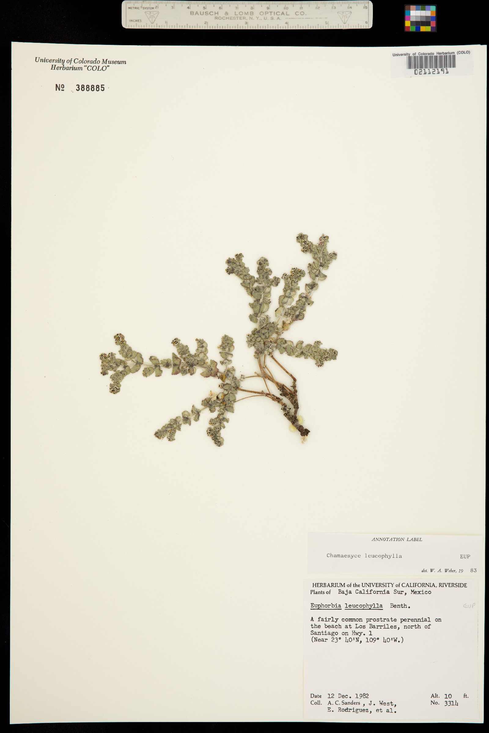 Chamaesyce leucophylla image