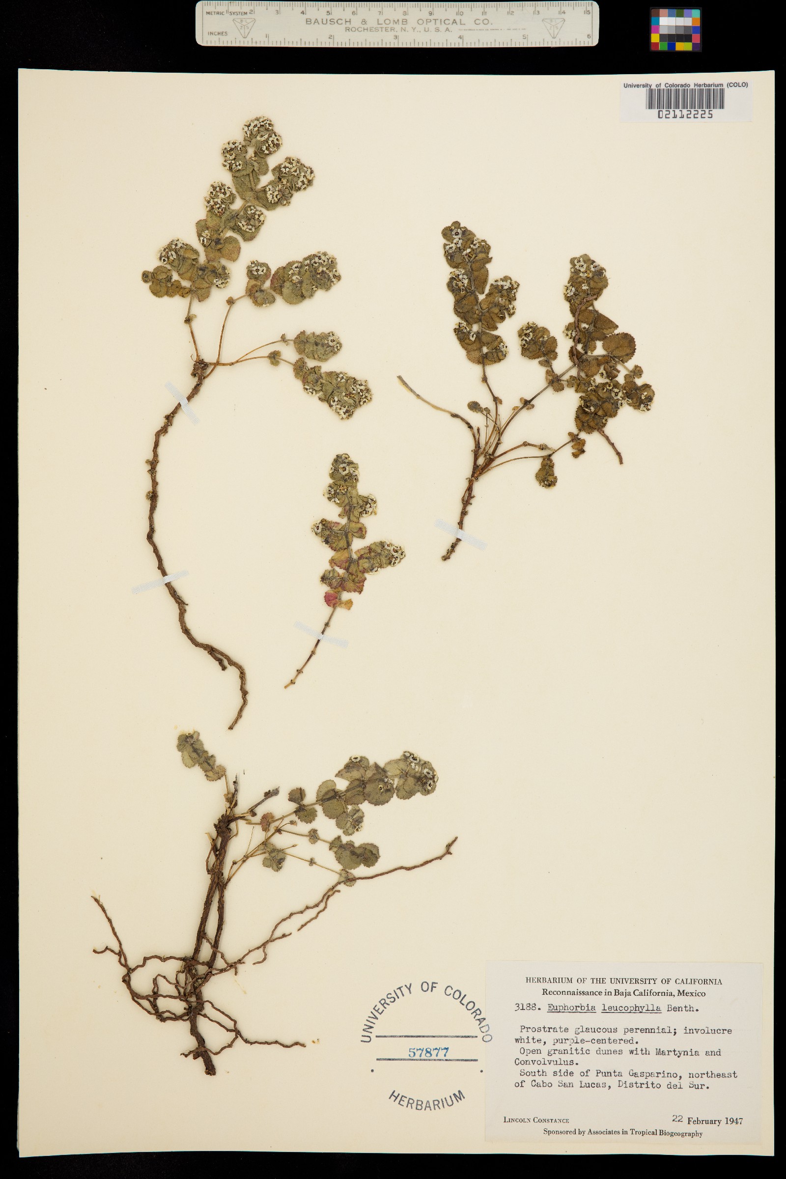 Chamaesyce leucophylla image