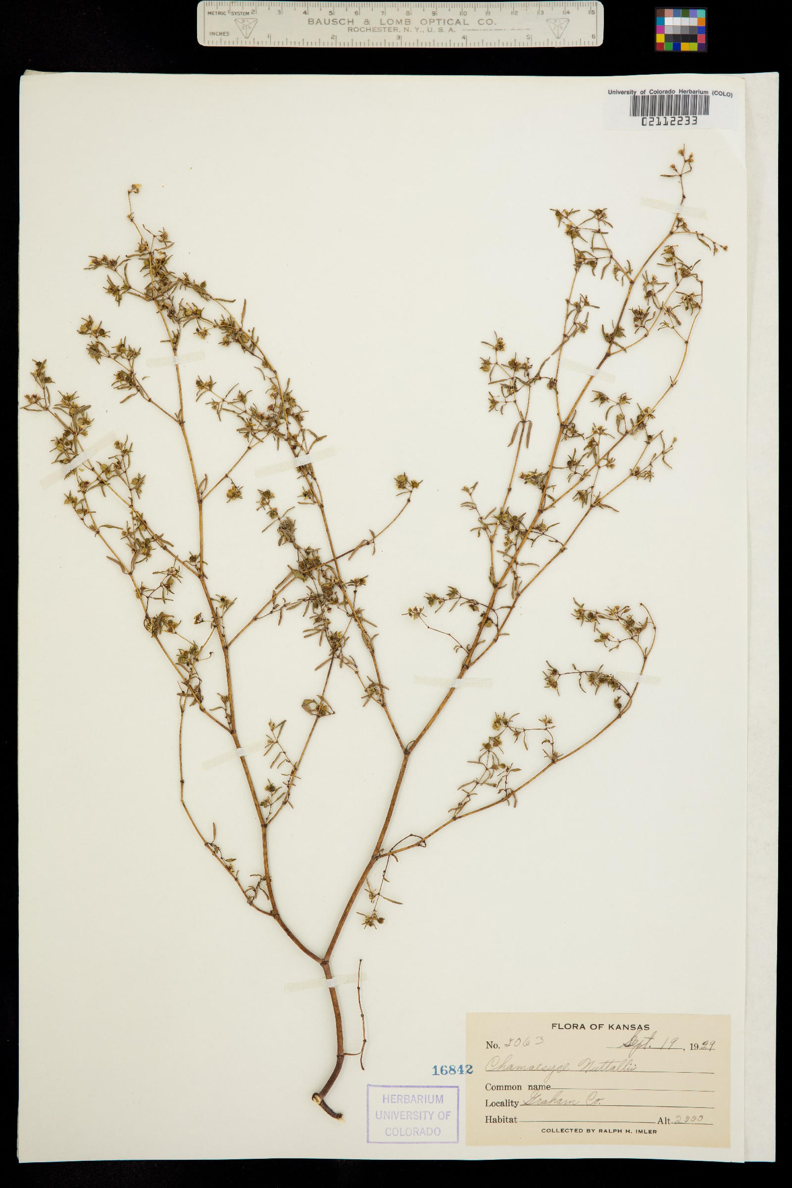 Euphorbia missurica image