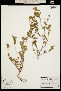 Euphorbia berteroana image